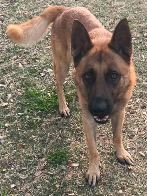 Enlarge DUSTY, a Adoptable German Shepherd Dog in Texas City, TX image 1/1
