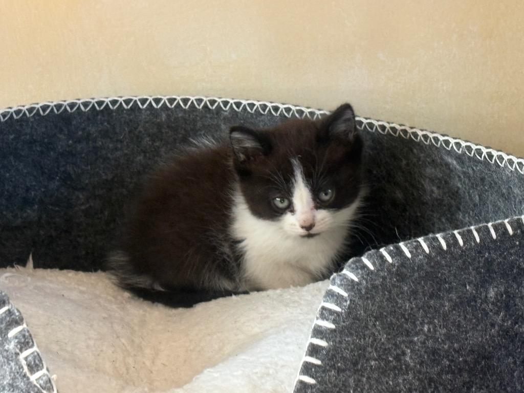 Meeny, Adoptable, Kitten Female Domestic Short Hair.