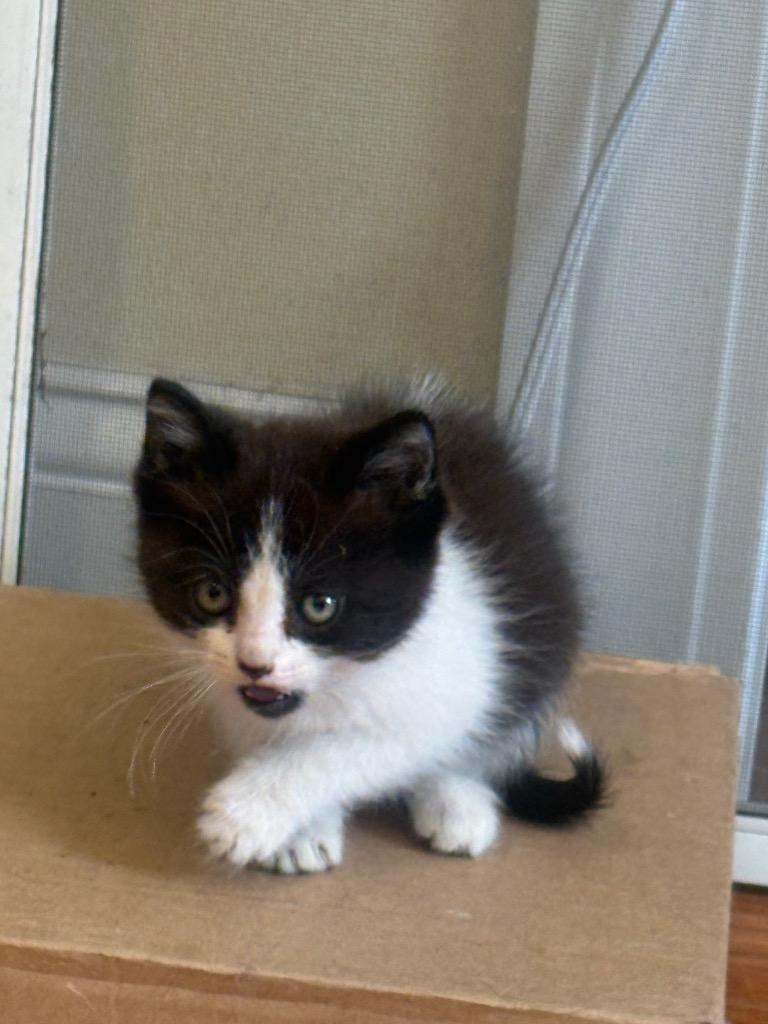 Meeny, a Adoptable mixed breed in Brainardsville, NY image 2/4