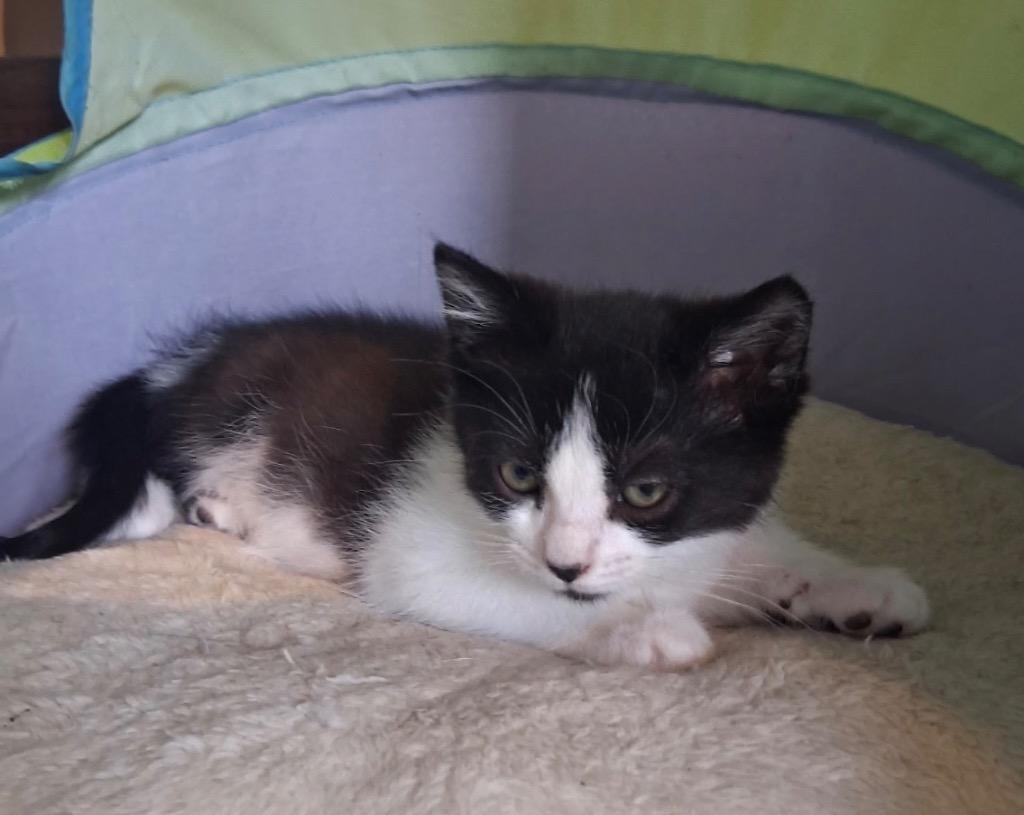 Meeny, a Adoptable mixed breed in Brainardsville, NY image 4/4