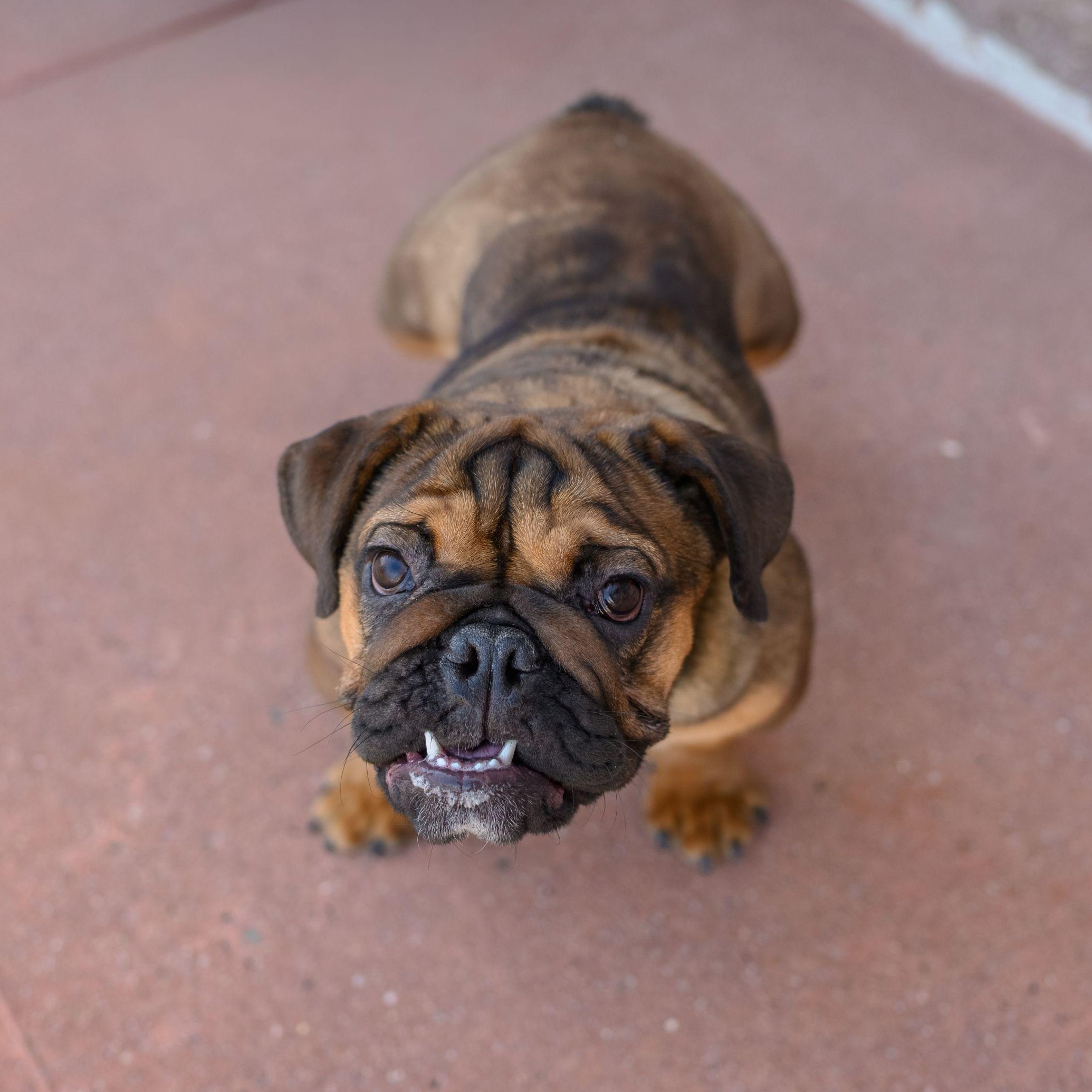 Enlarge FIONA, a ADOPTABLE English Bulldog in Hamilton, NJ image 3/6