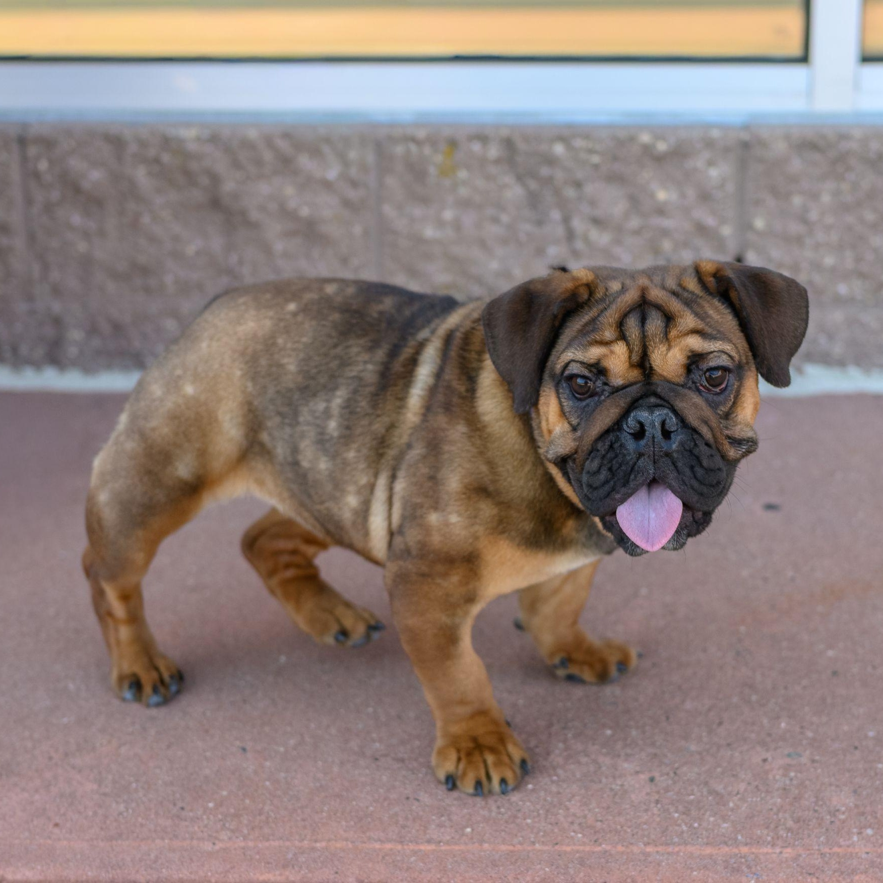 Enlarge FIONA, a ADOPTABLE English Bulldog in Hamilton, NJ image 5/6