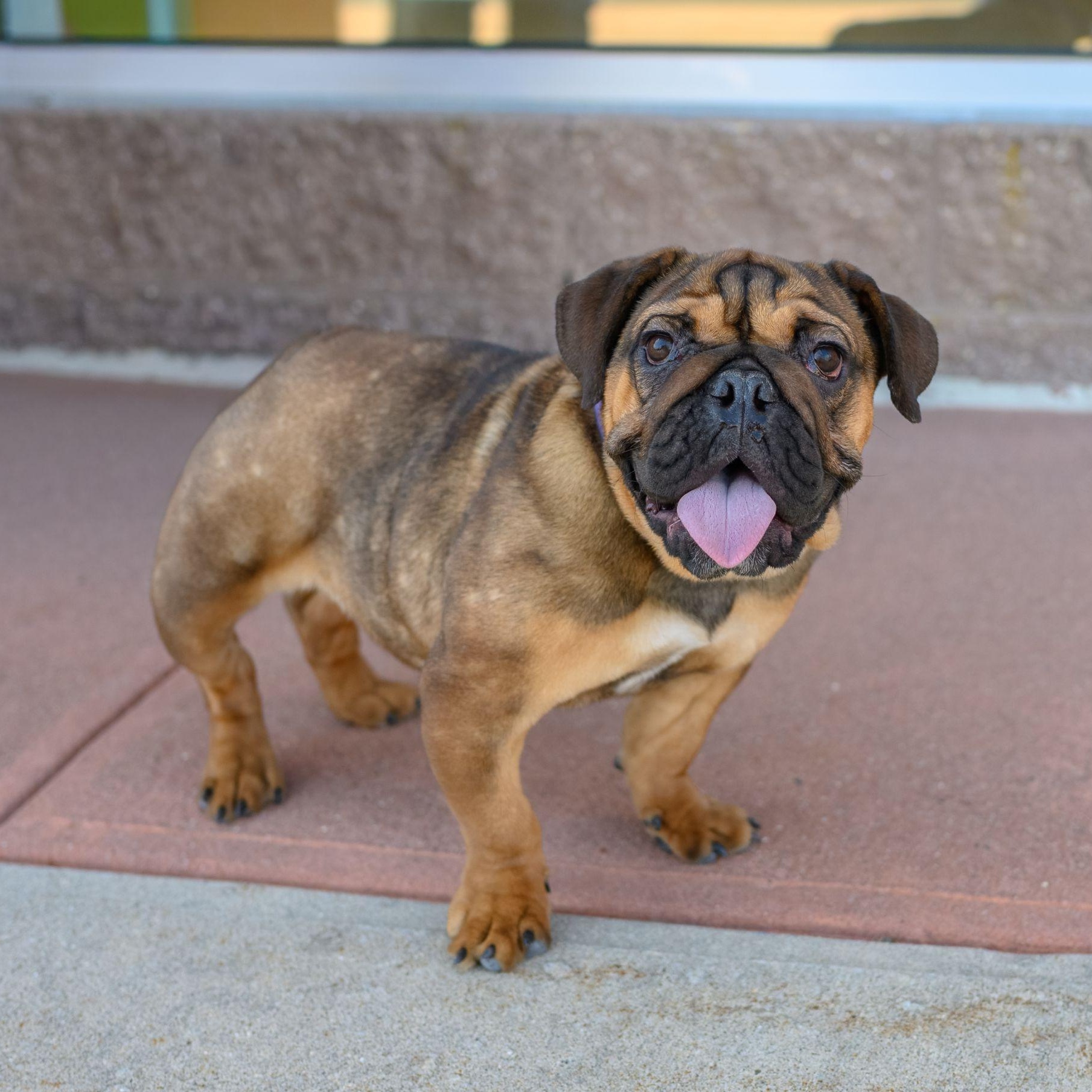 Enlarge FIONA, a ADOPTABLE English Bulldog in Hamilton, NJ image 6/6
