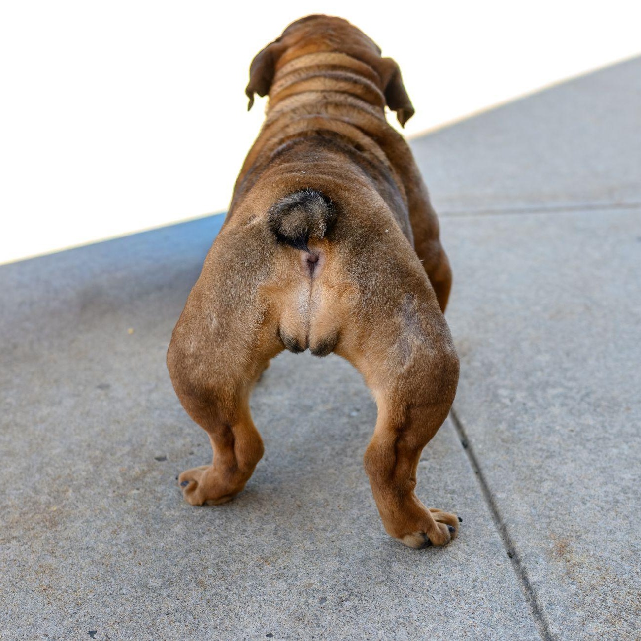 Enlarge FIONA, a ADOPTABLE English Bulldog in Hamilton, NJ image 4/6