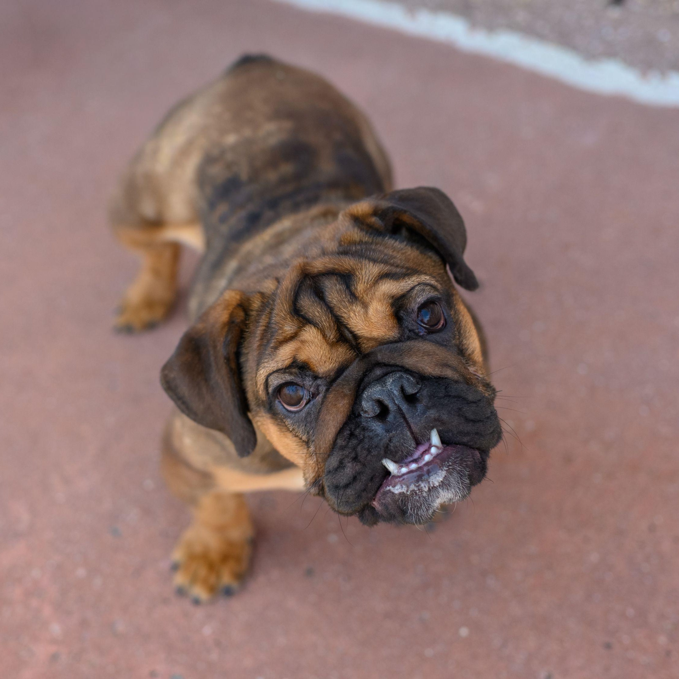 Enlarge FIONA, a ADOPTABLE English Bulldog in Hamilton, NJ image 1/6