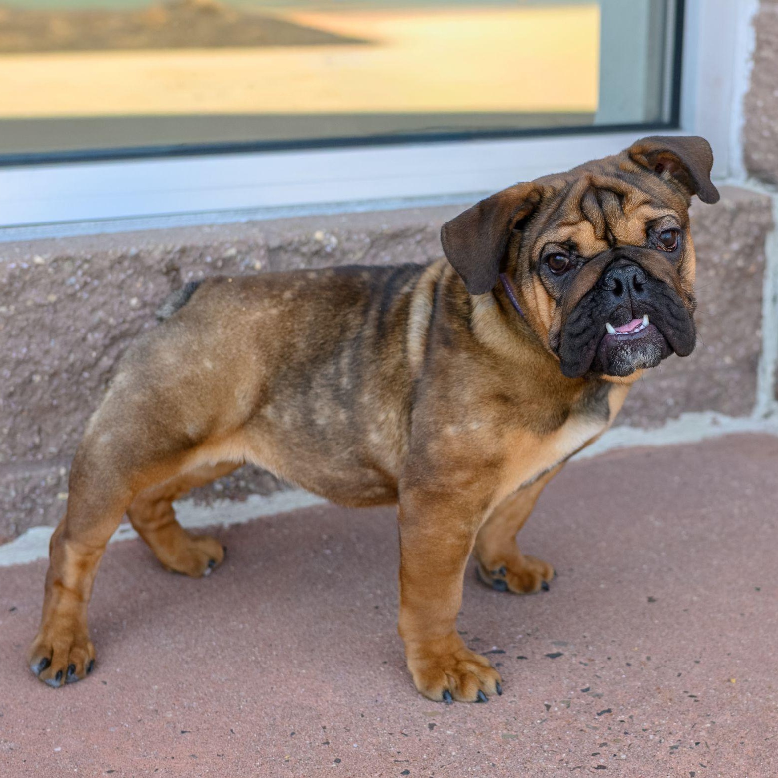 Enlarge FIONA, a ADOPTABLE English Bulldog in Hamilton, NJ image 2/6