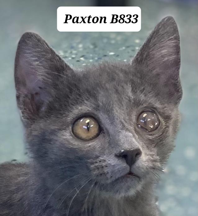 Enlarge Paxton, a ADOPTABLE Domestic Short Hair in Morganton, NC image 1/1