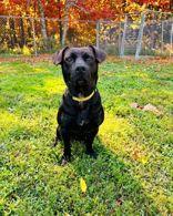 Rugar, Adoptable, Adult Male Mixed Breed.