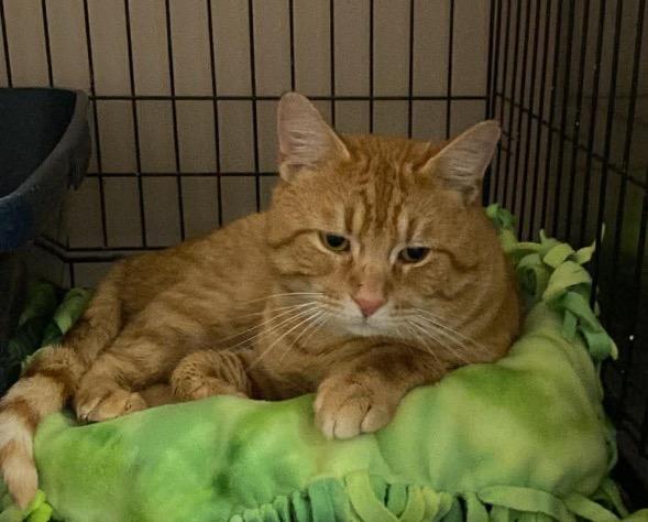 JEFF, Adopted, Adult Male Domestic Short Hair.