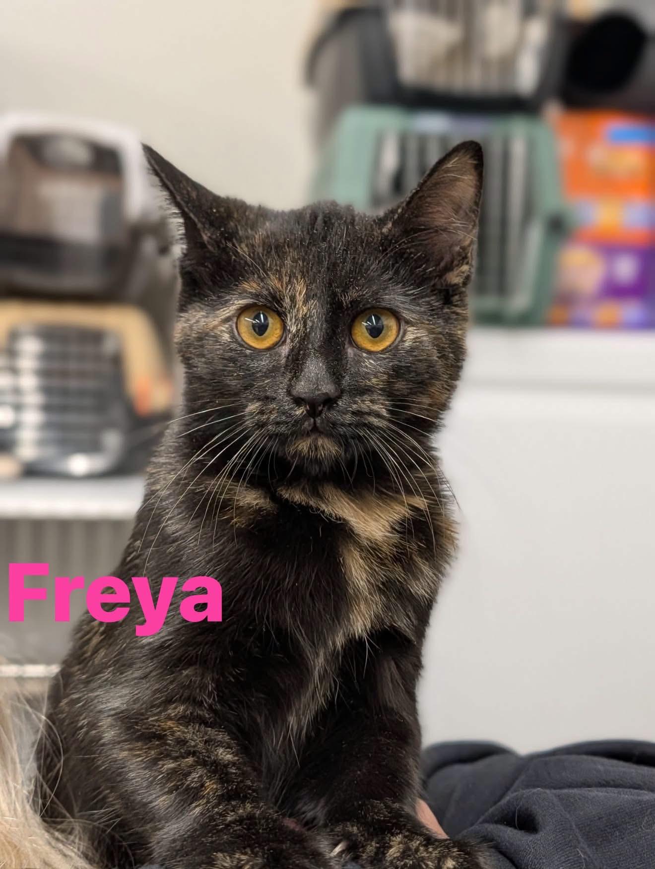 Freya, Adoptable, Young Female Domestic Short Hair.