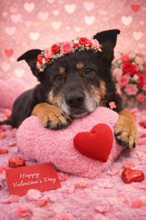 Enlarge Agnes, a Adoptable mixed breed in Nashville, TN image 1/3