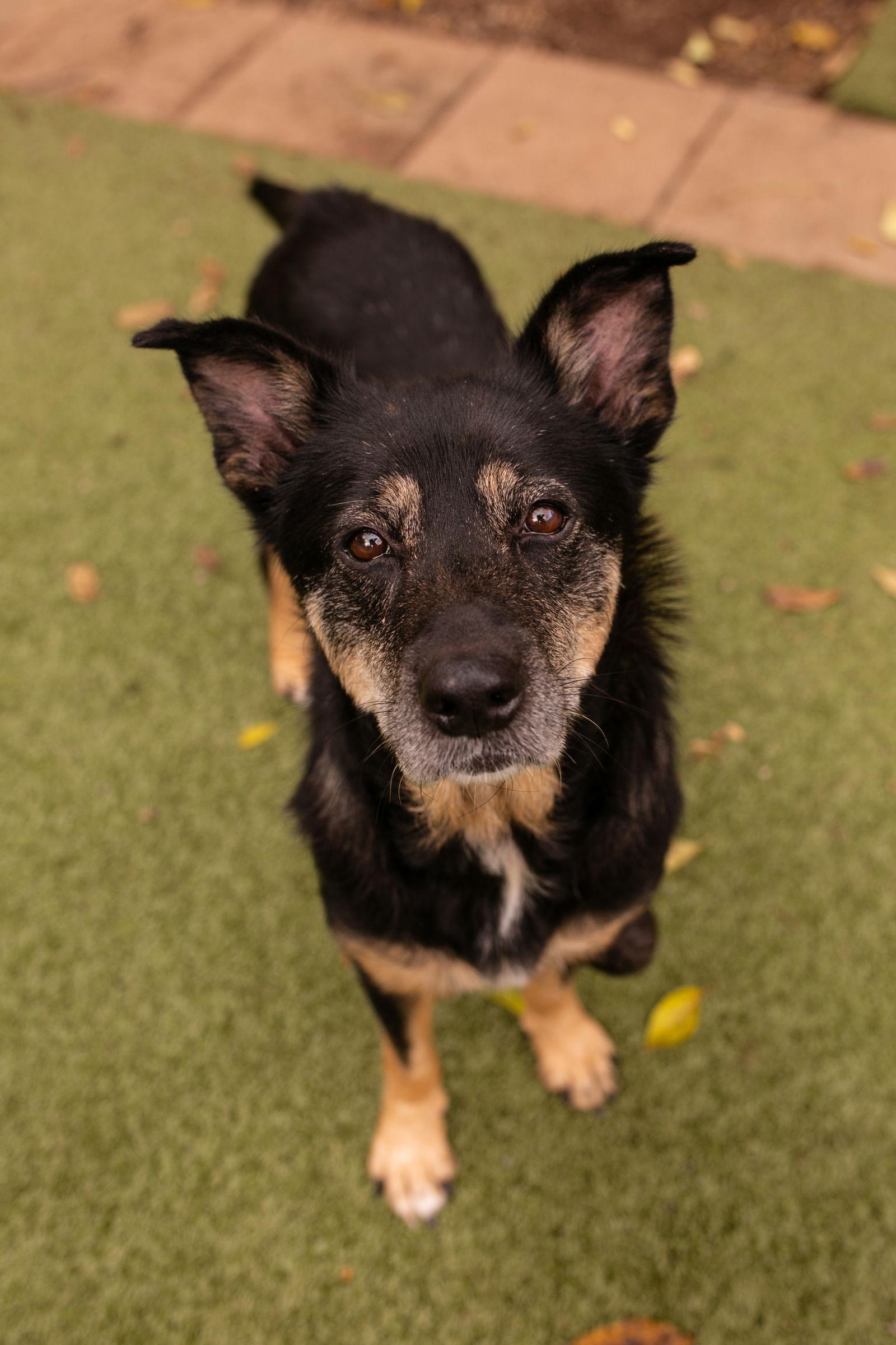 Agnes {COMING SOON}, Adoptable, Senior Female Australian Kelpie & German Shepherd Dog.