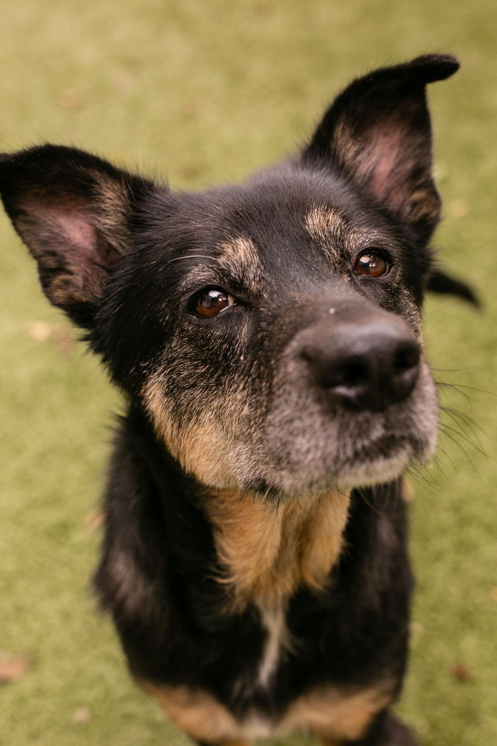 Enlarge Agnes {COMING SOON}, a Adoptable mixed breed in Nashville, TN image 2/3