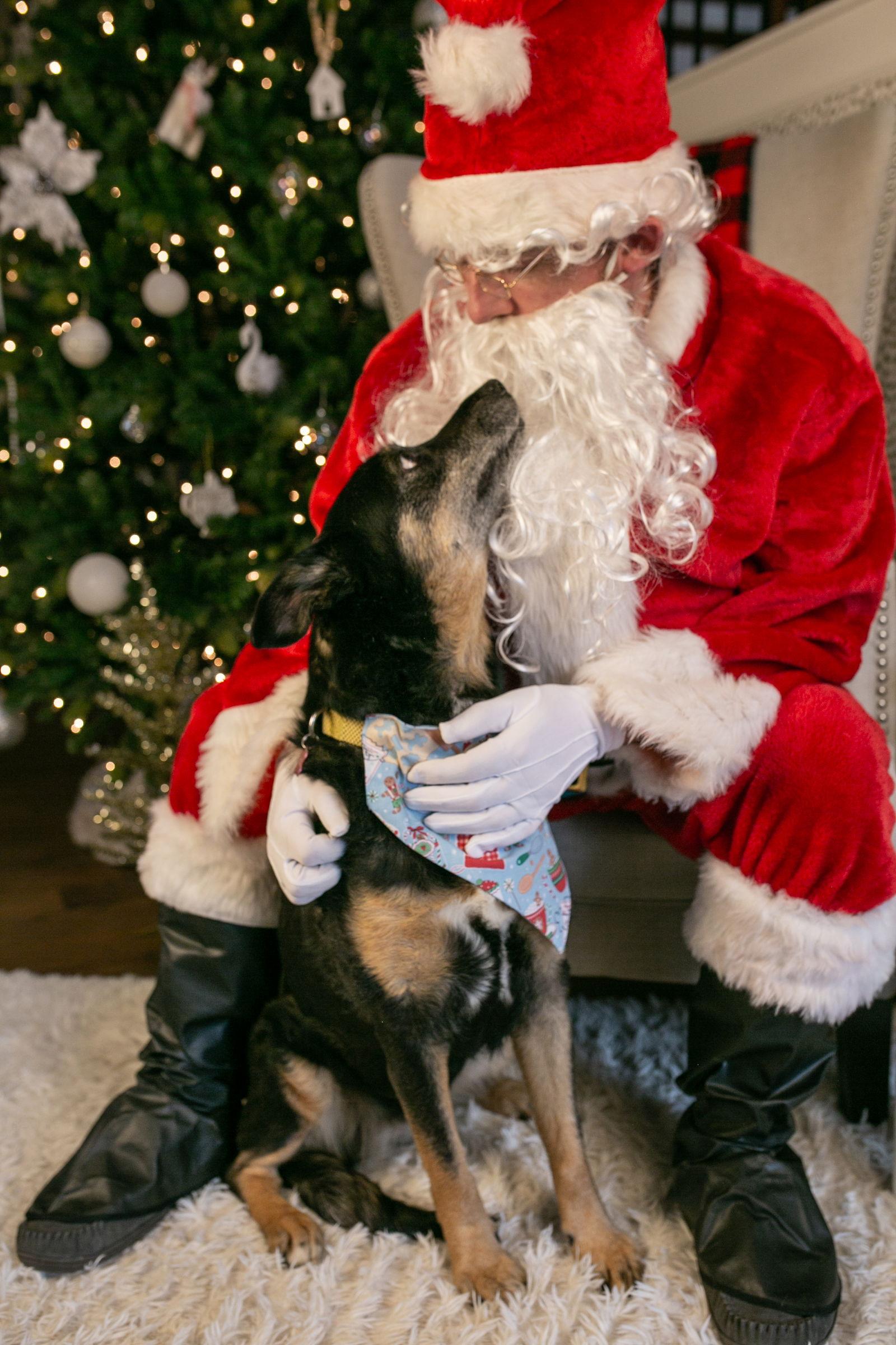 Enlarge Agnes {COMING SOON}, a Adoptable mixed breed in Nashville, TN image 3/3