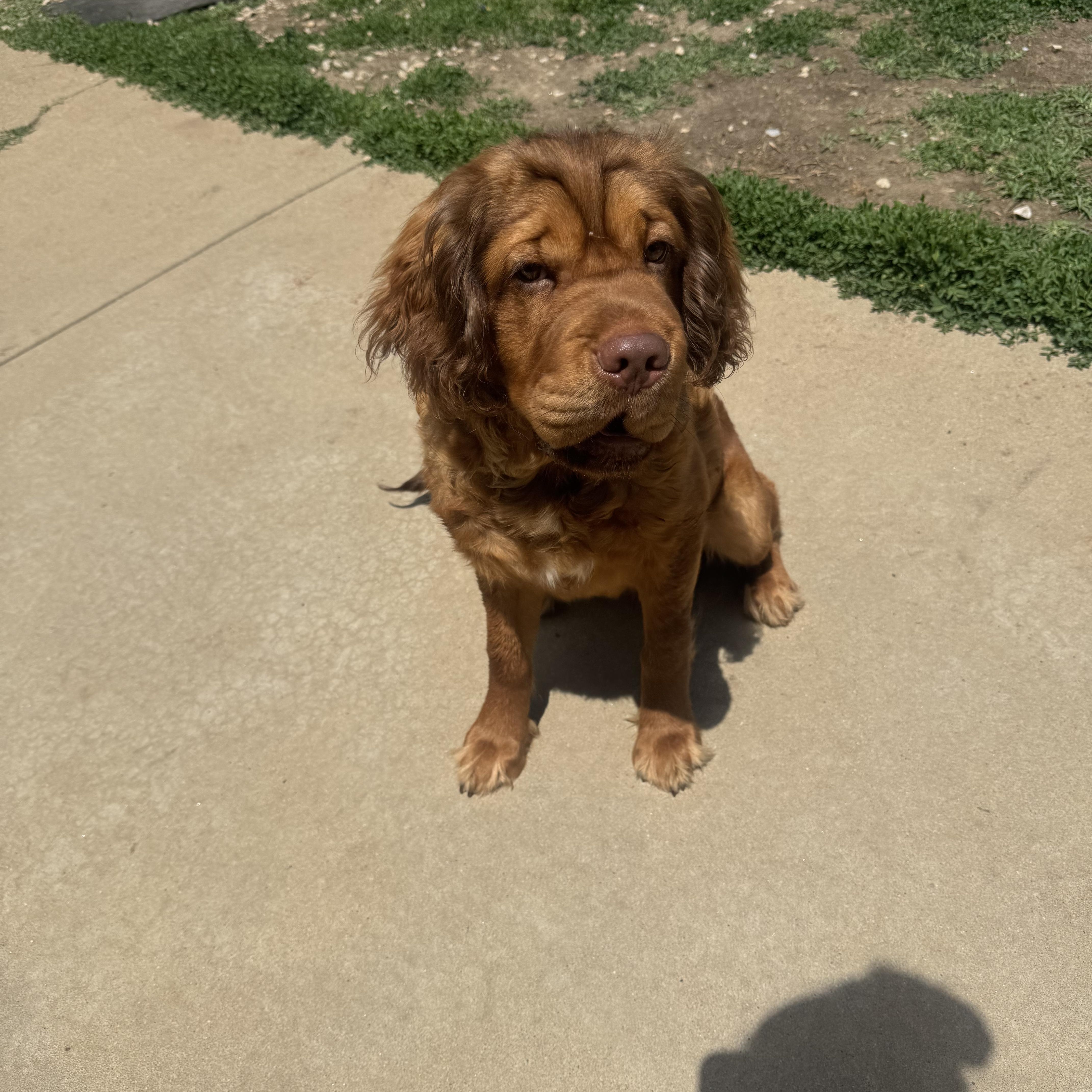 Enlarge Shika, a Adoptable mixed breed in North Canton, OH image 3/3