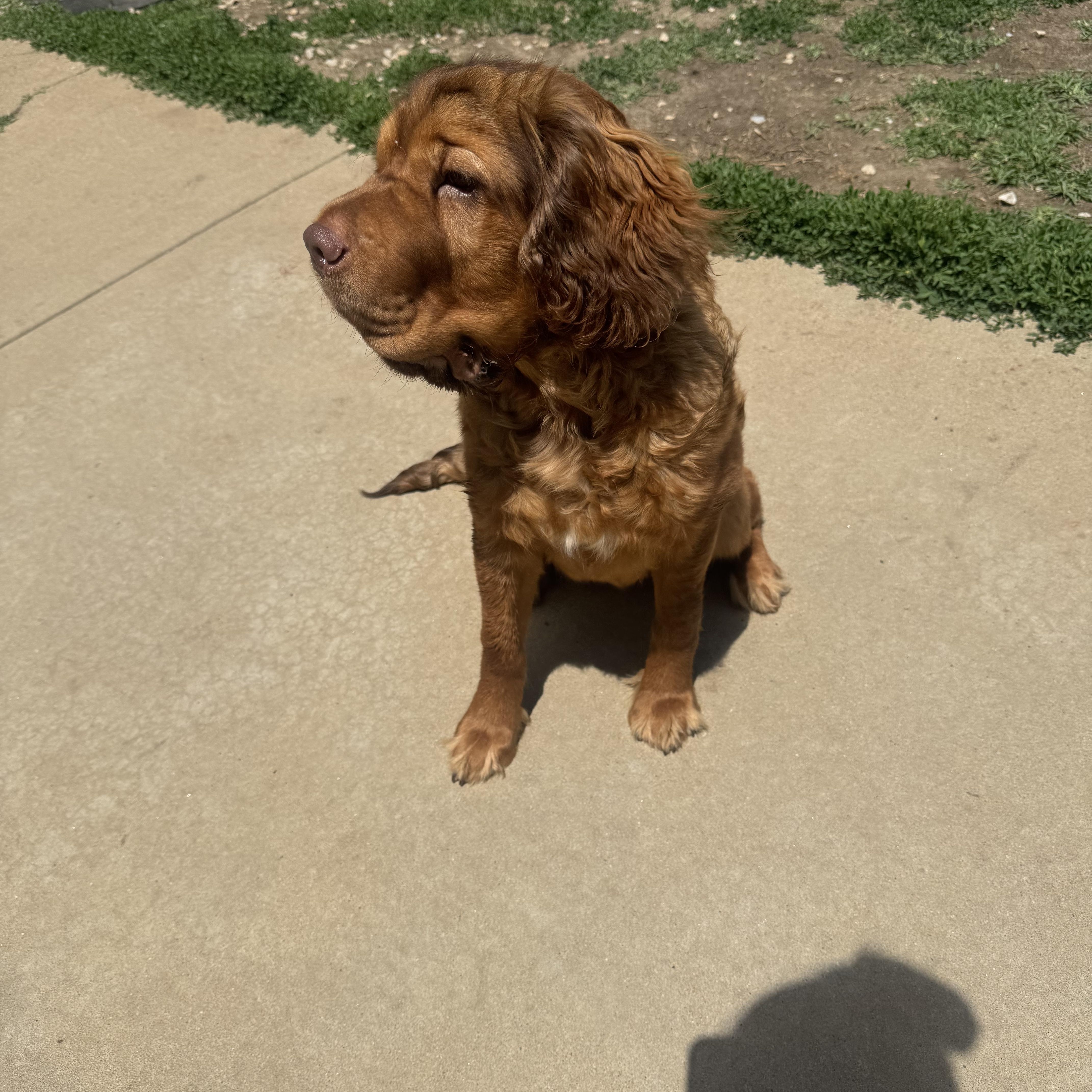 Enlarge Shika, a Adoptable mixed breed in North Canton, OH image 2/3