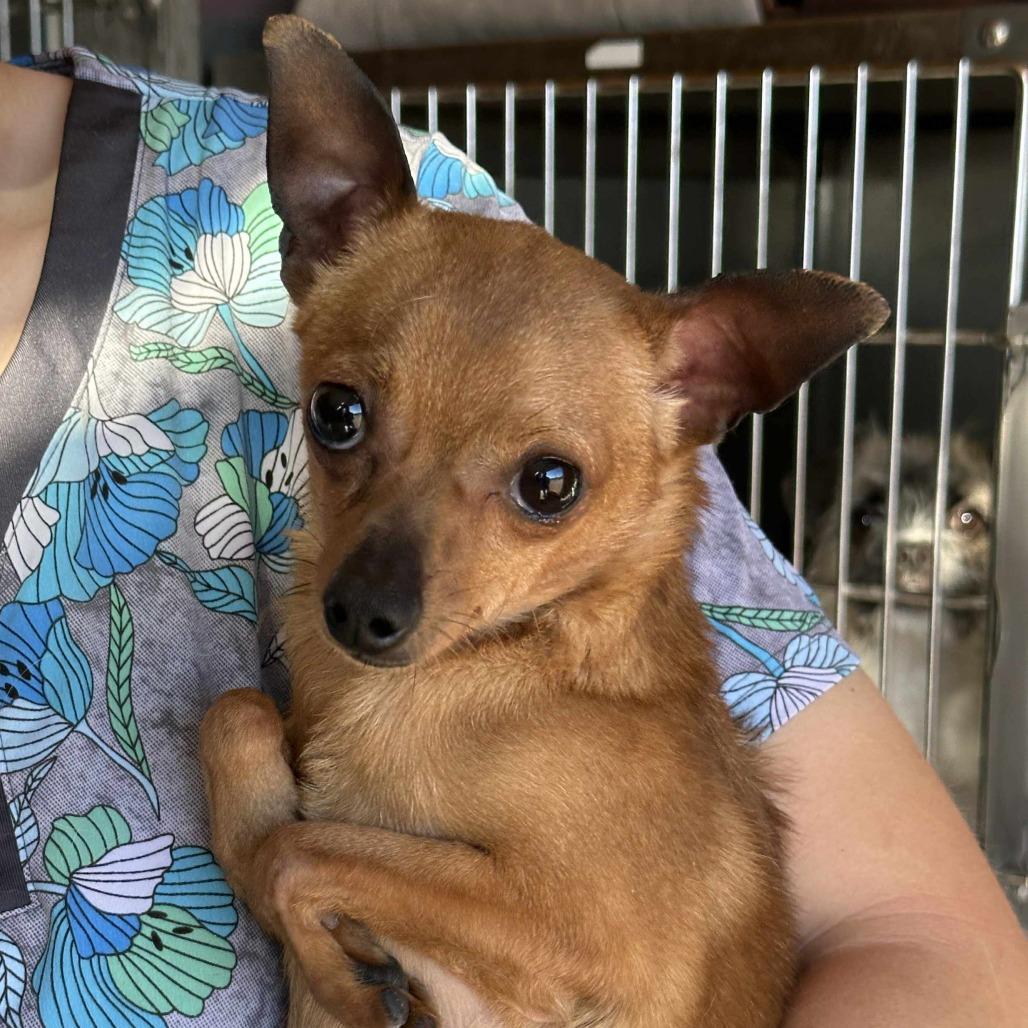 DANTE, a Adoptable Chihuahua in Loves Park, IL image 1/4