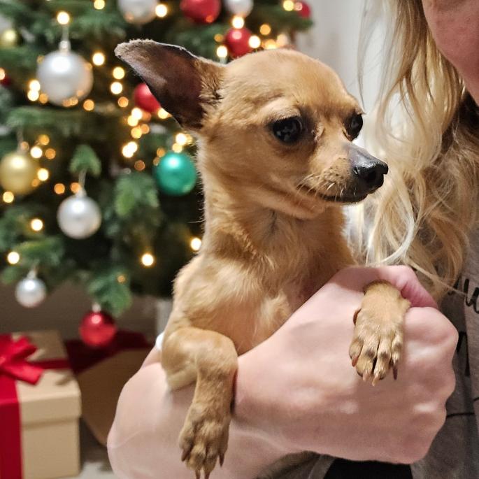 DANTE, a Adoptable Chihuahua in Loves Park, IL image 2/6