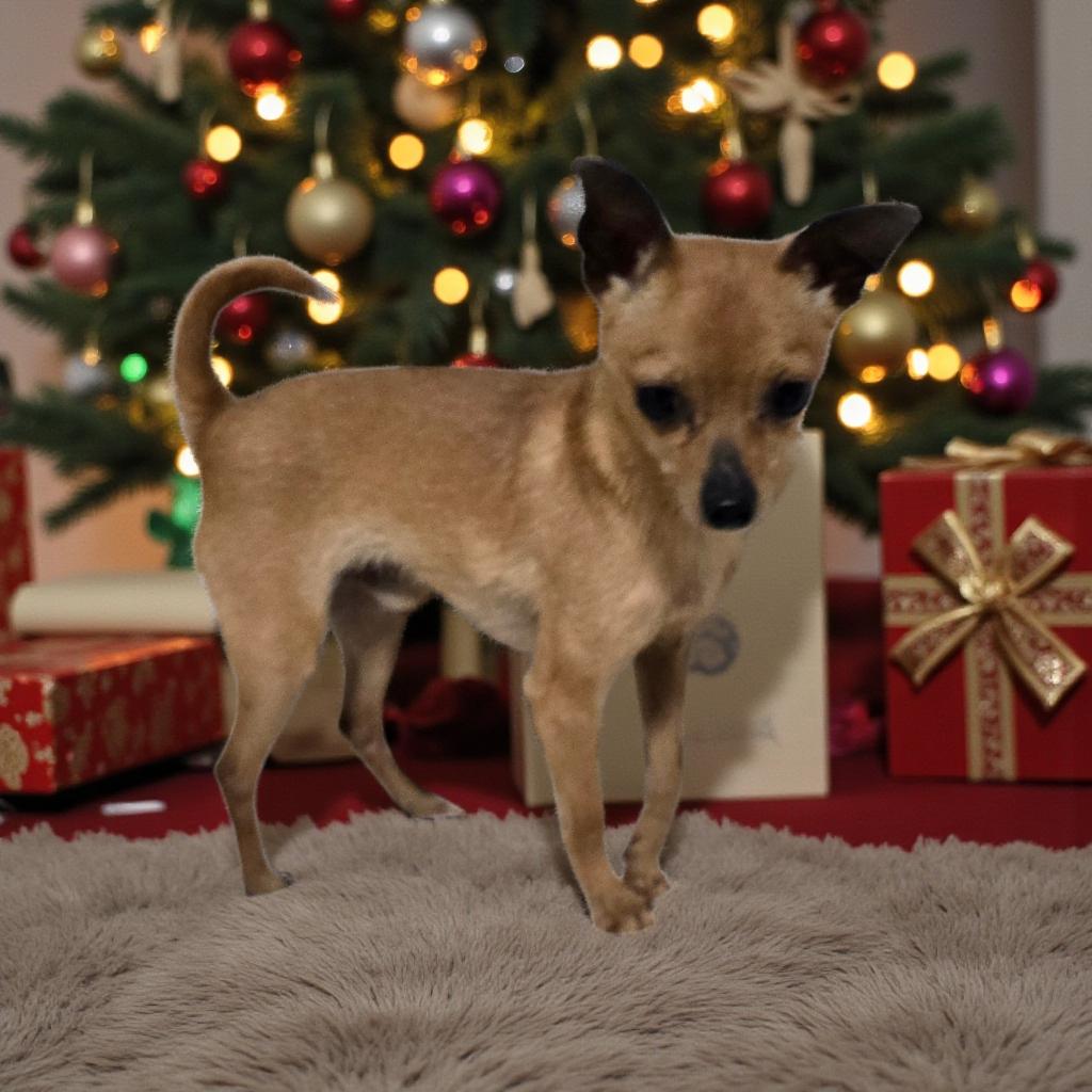 DANTE, a Adoptable Chihuahua in Loves Park, IL image 3/6