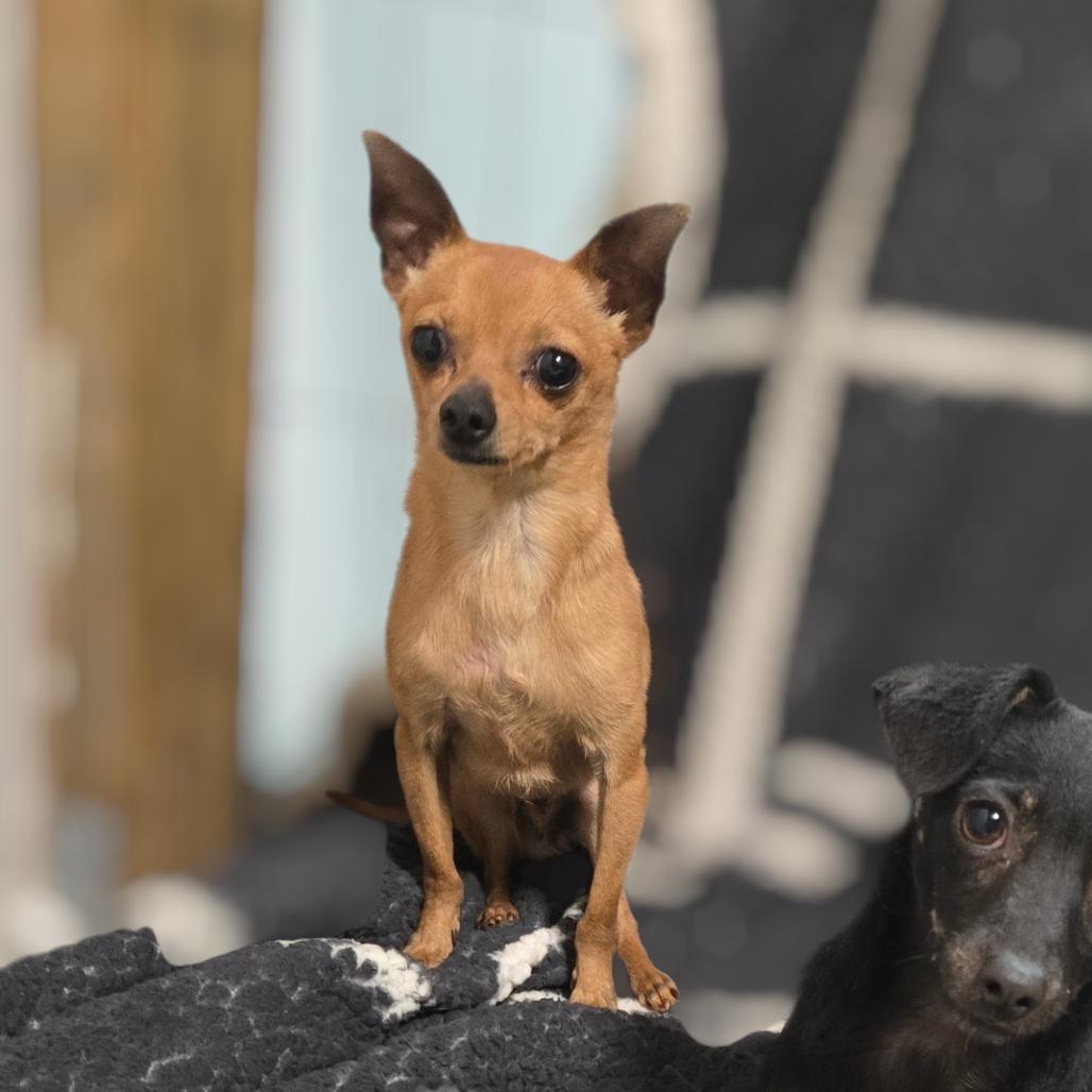 DANTE, a Adoptable Chihuahua in Loves Park, IL image 4/6