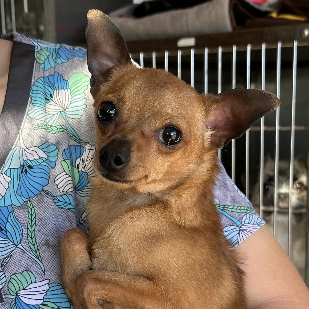 DANTE, a Adoptable Chihuahua in Loves Park, IL image 2/4