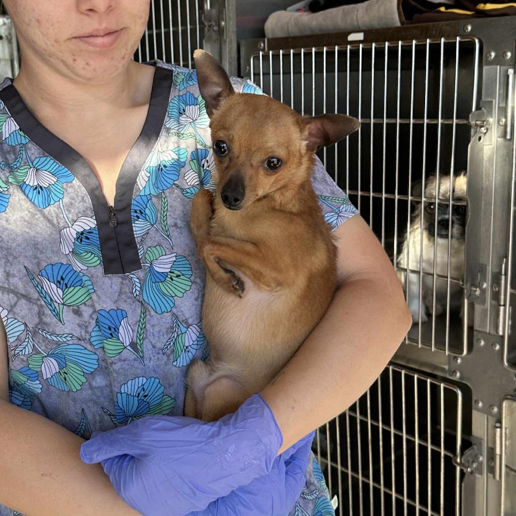 DANTE, a Adoptable Chihuahua in Loves Park, IL image 3/4