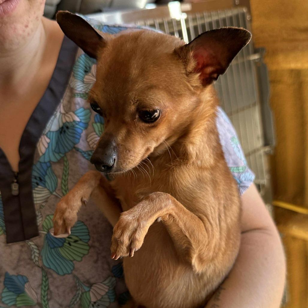 DANTE, Adoptable, Young Male Chihuahua.