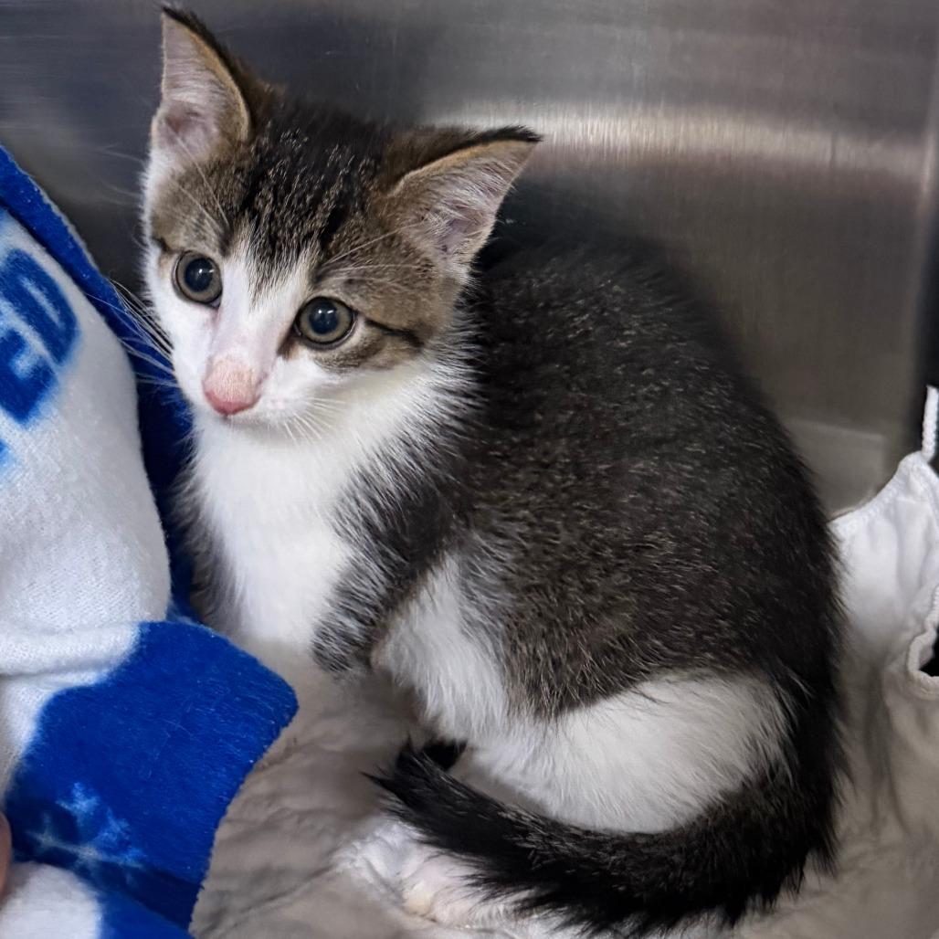Rory, Adoptable, Kitten Male Domestic Short Hair.