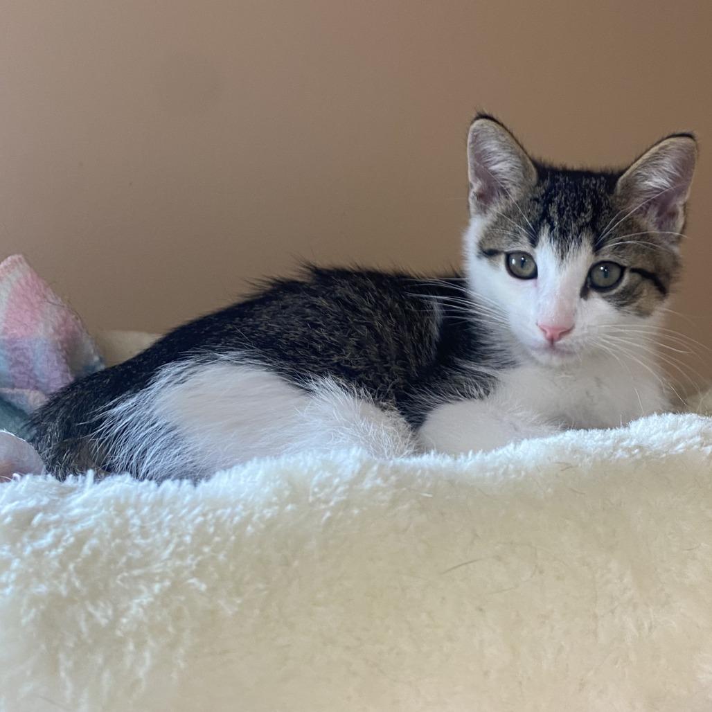 Enlarge Rory, a Adoptable Domestic Short Hair in Wadena, MN image 2/2