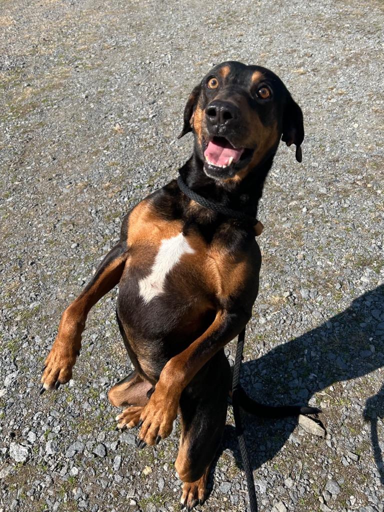 Boone, Adoptable, Adult Male Hound.