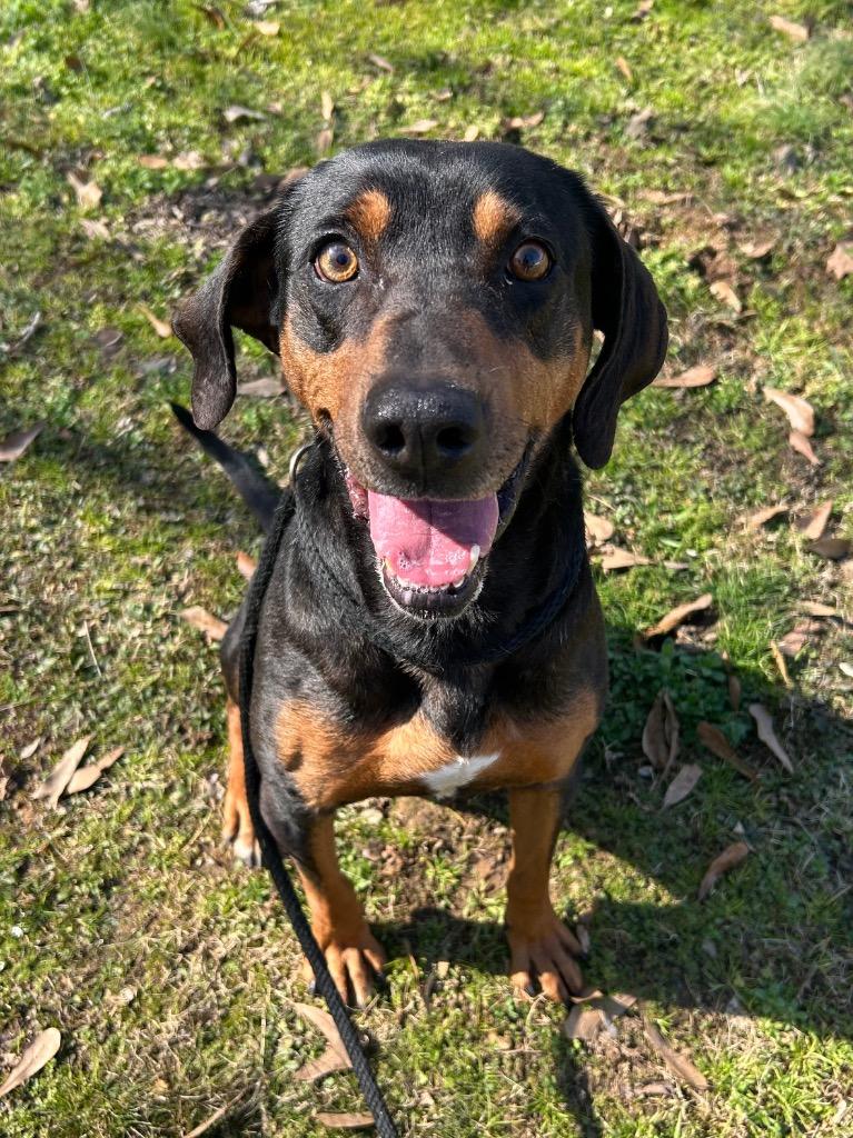 Enlarge Boone, a Adoptable Hound in Benton, AR image 1/2