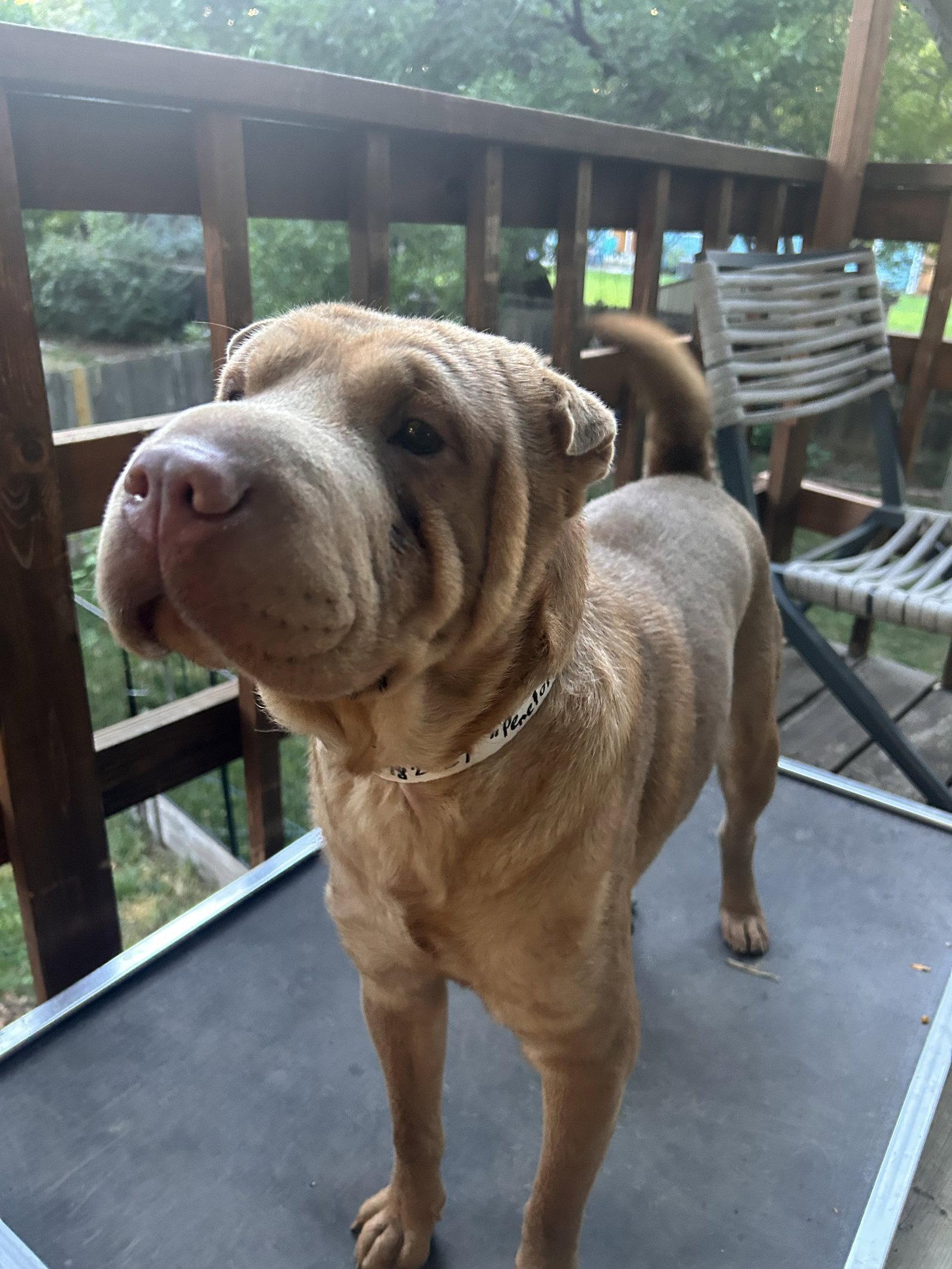 Penelope, Adoptable, Young Female Shar-Pei.
