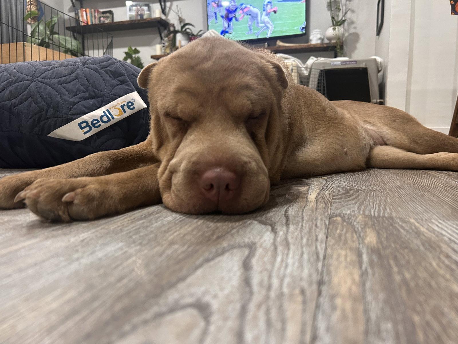 Enlarge Penelope, a Adoptable Shar-Pei in Ft Collins, CO image 2/3