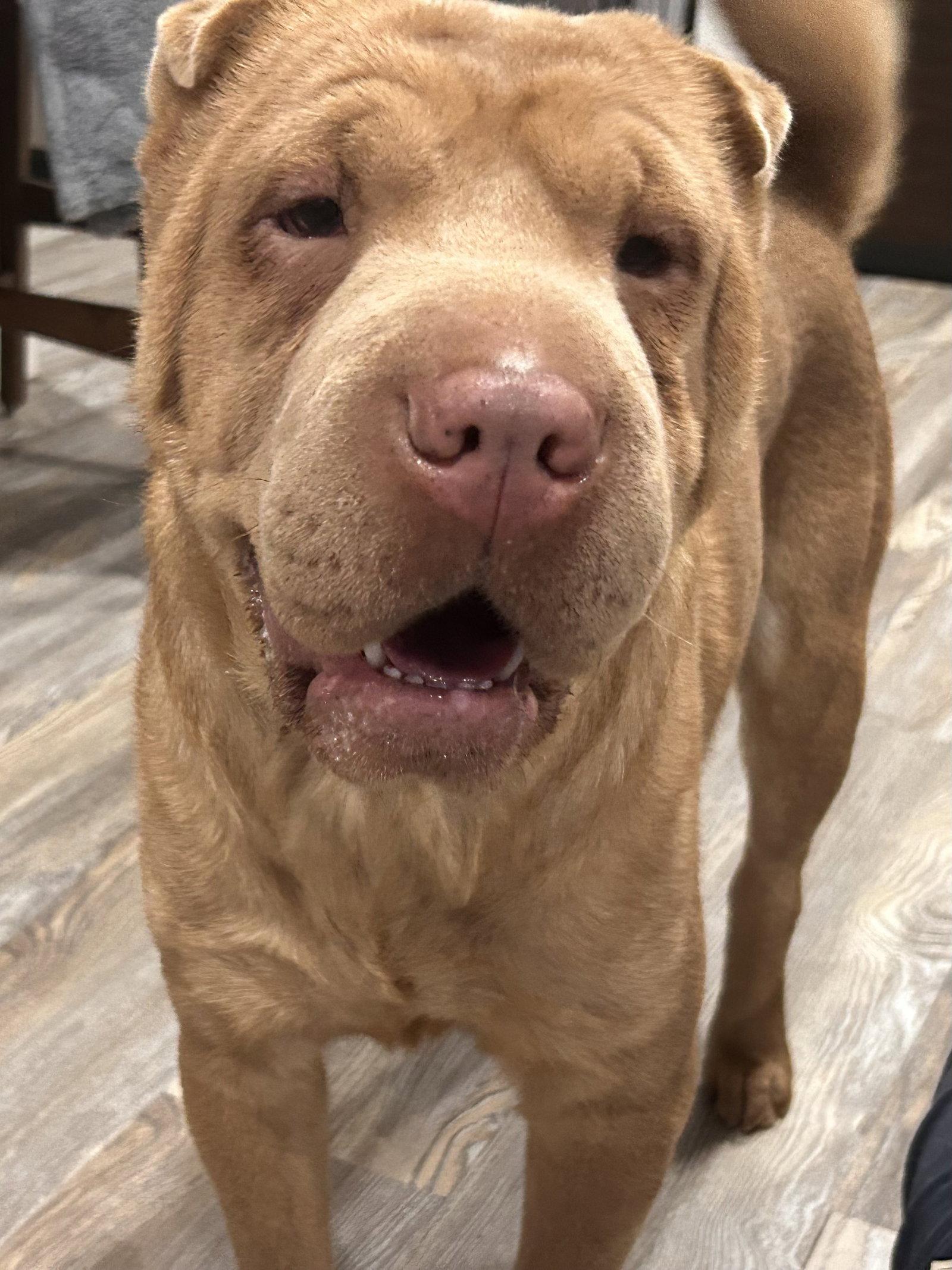 Enlarge Penelope, a Adoptable Shar-Pei in Ft Collins, CO image 3/3