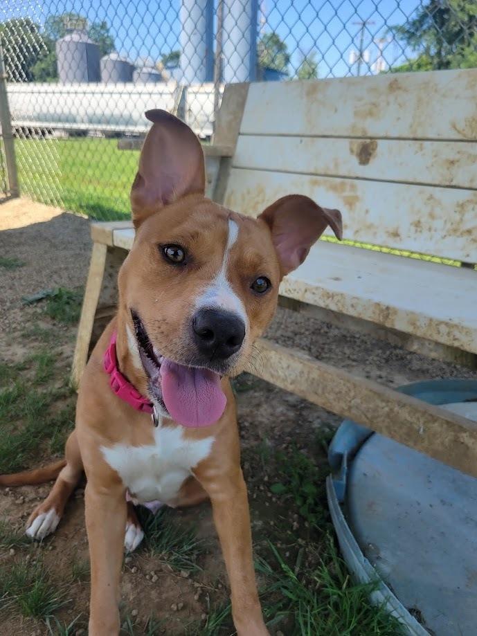 CHARITY 242-25, a Adoptable mixed breed in Cambridge, OH image 2/6