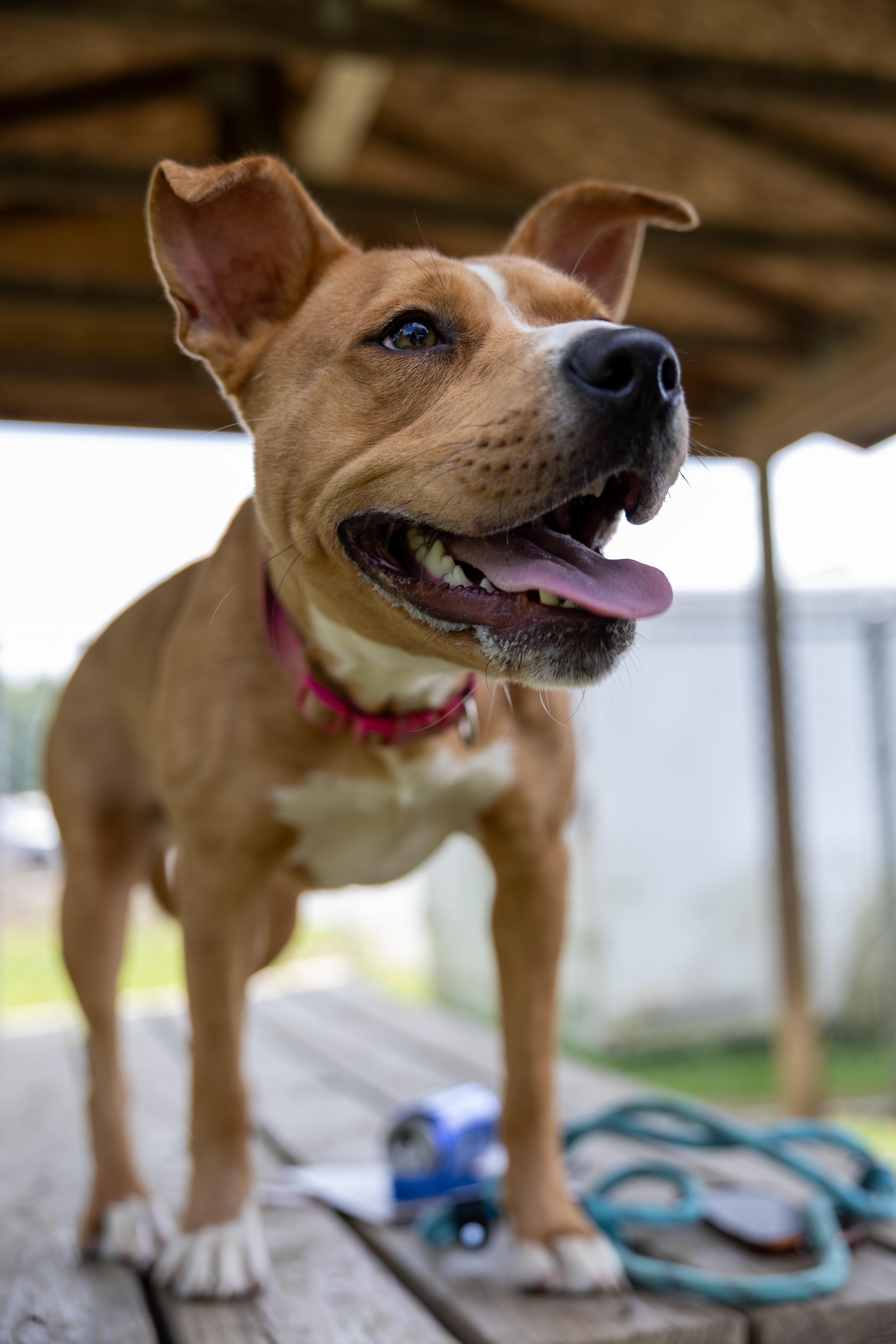 CHARITY 242-25, a Adoptable mixed breed in Cambridge, OH image 5/6