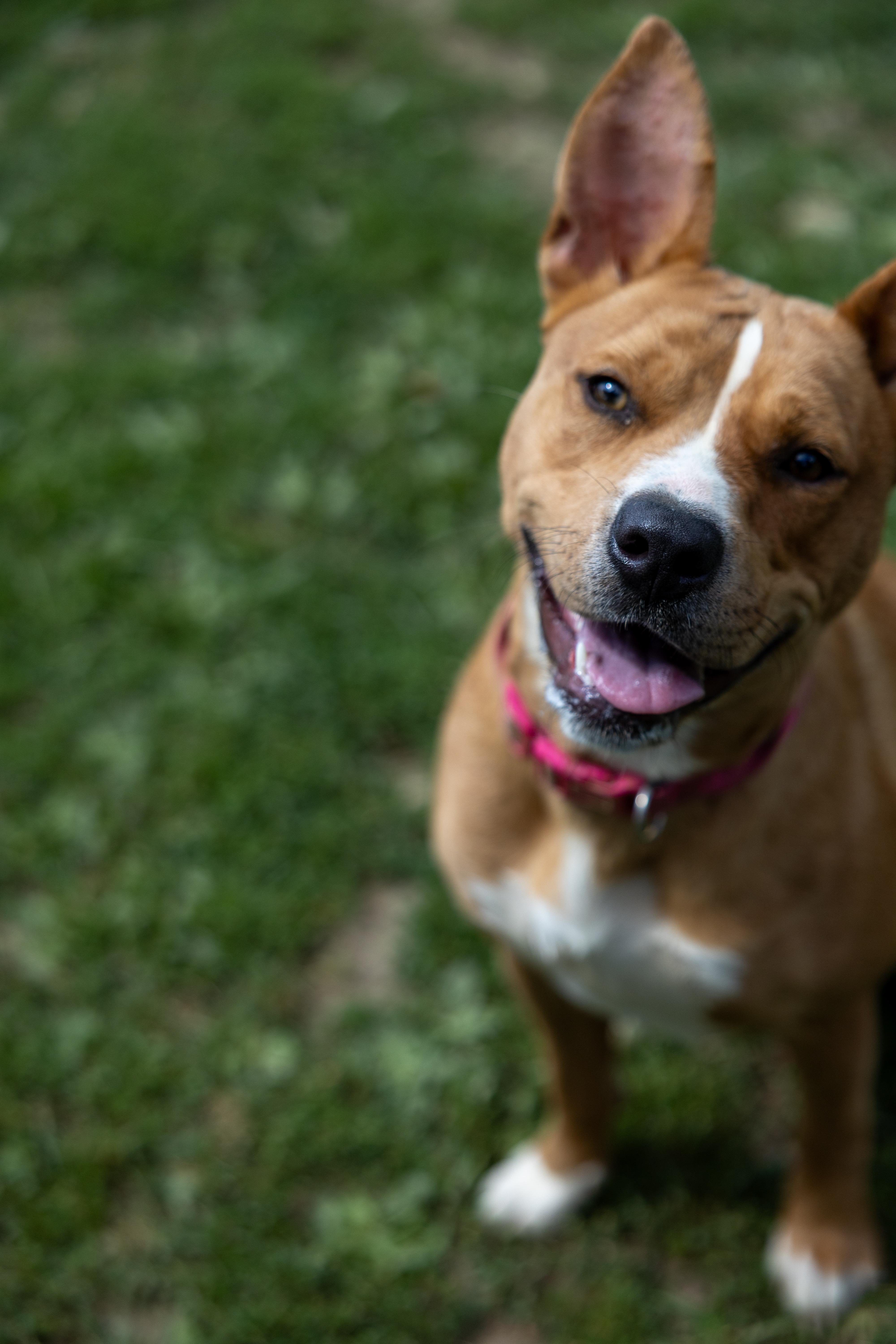 CHARITY 242-25, a Adoptable mixed breed in Cambridge, OH image 6/6