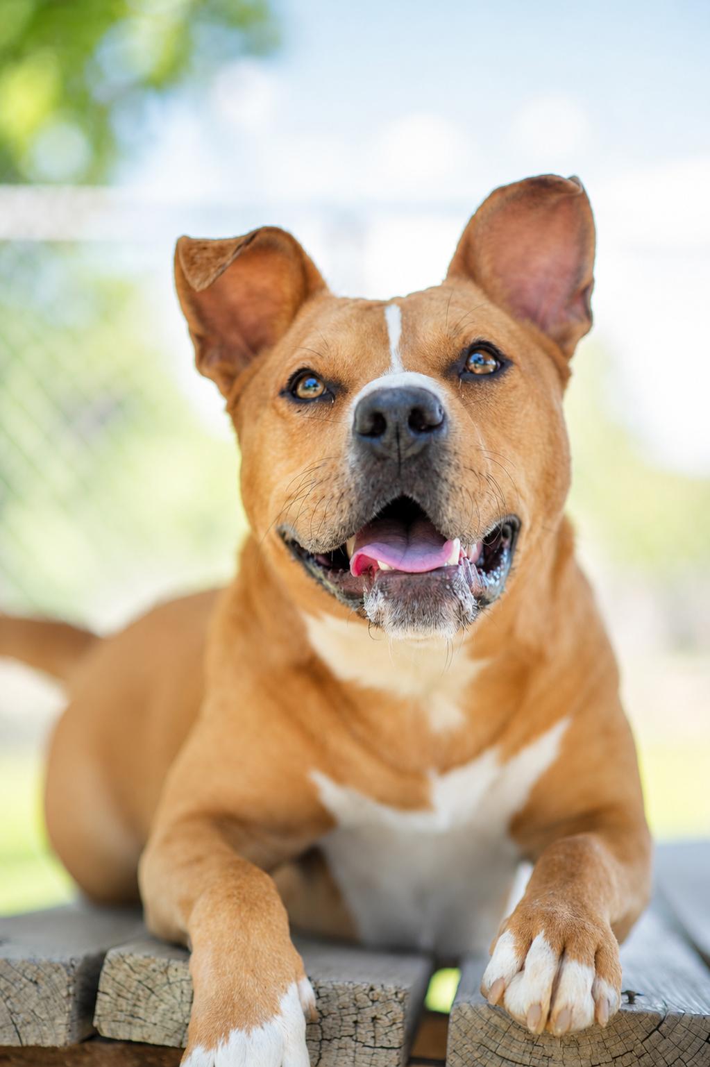 CHARITY 242-25, a Adoptable mixed breed in Cambridge, OH image 3/6