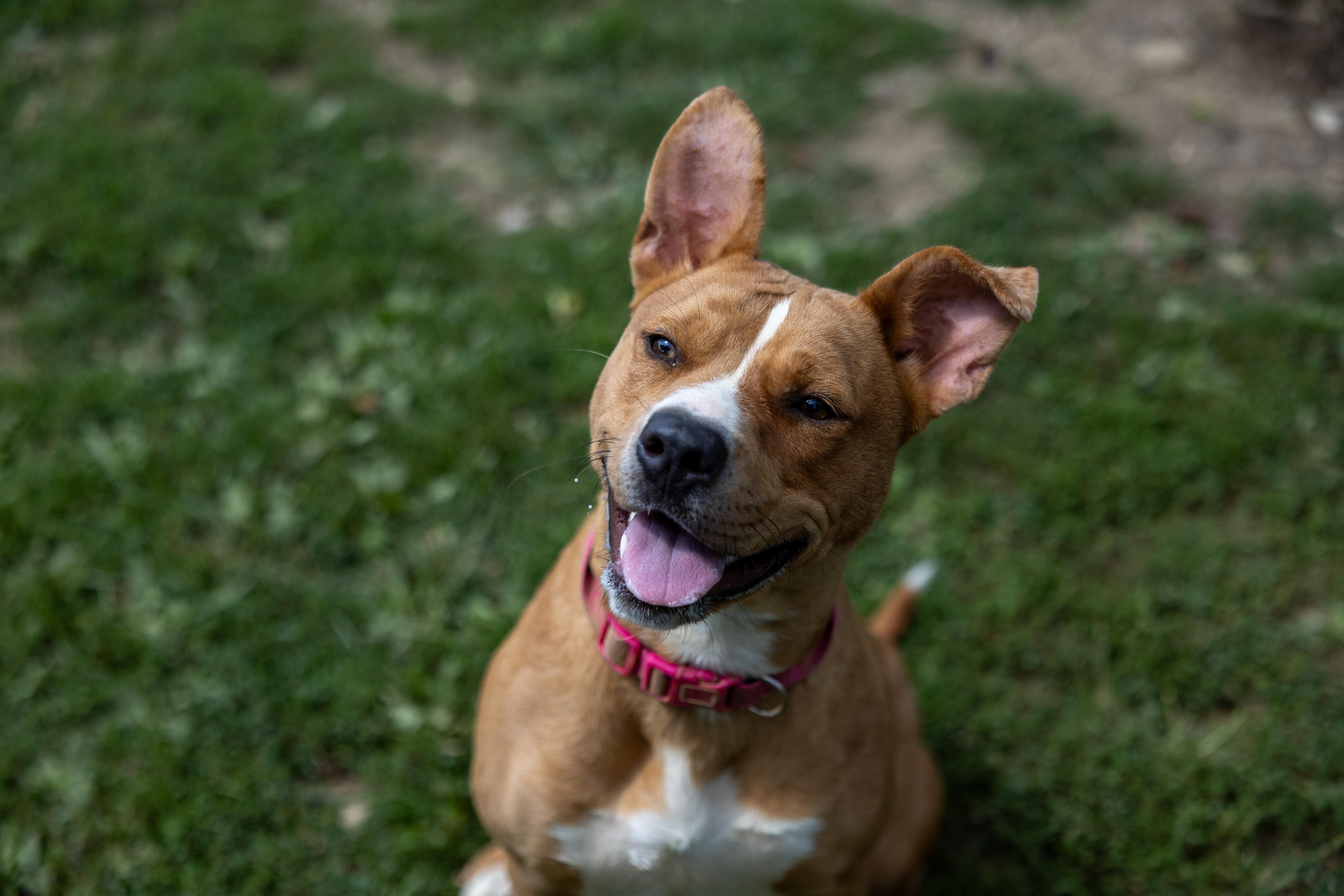 CHARITY 242-25, a Adoptable mixed breed in Cambridge, OH image 1/6