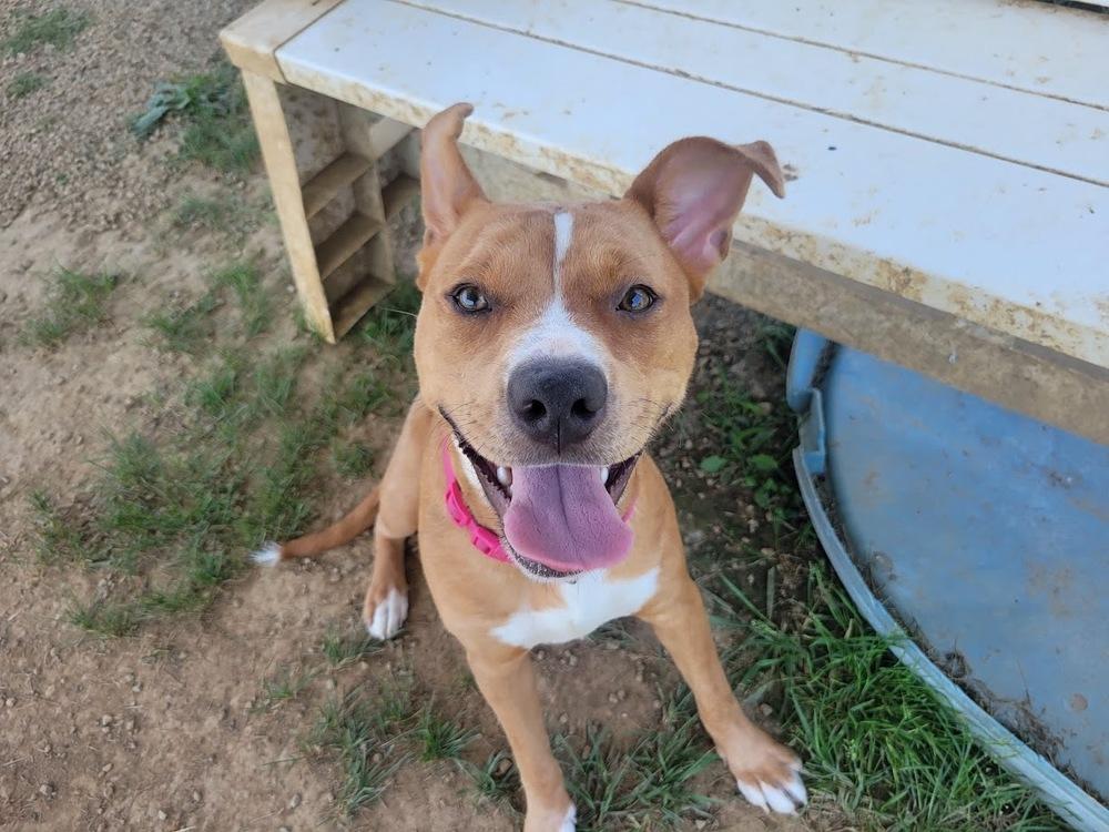 CHARITY 242-25, a Adoptable mixed breed in Cambridge, OH image 3/6