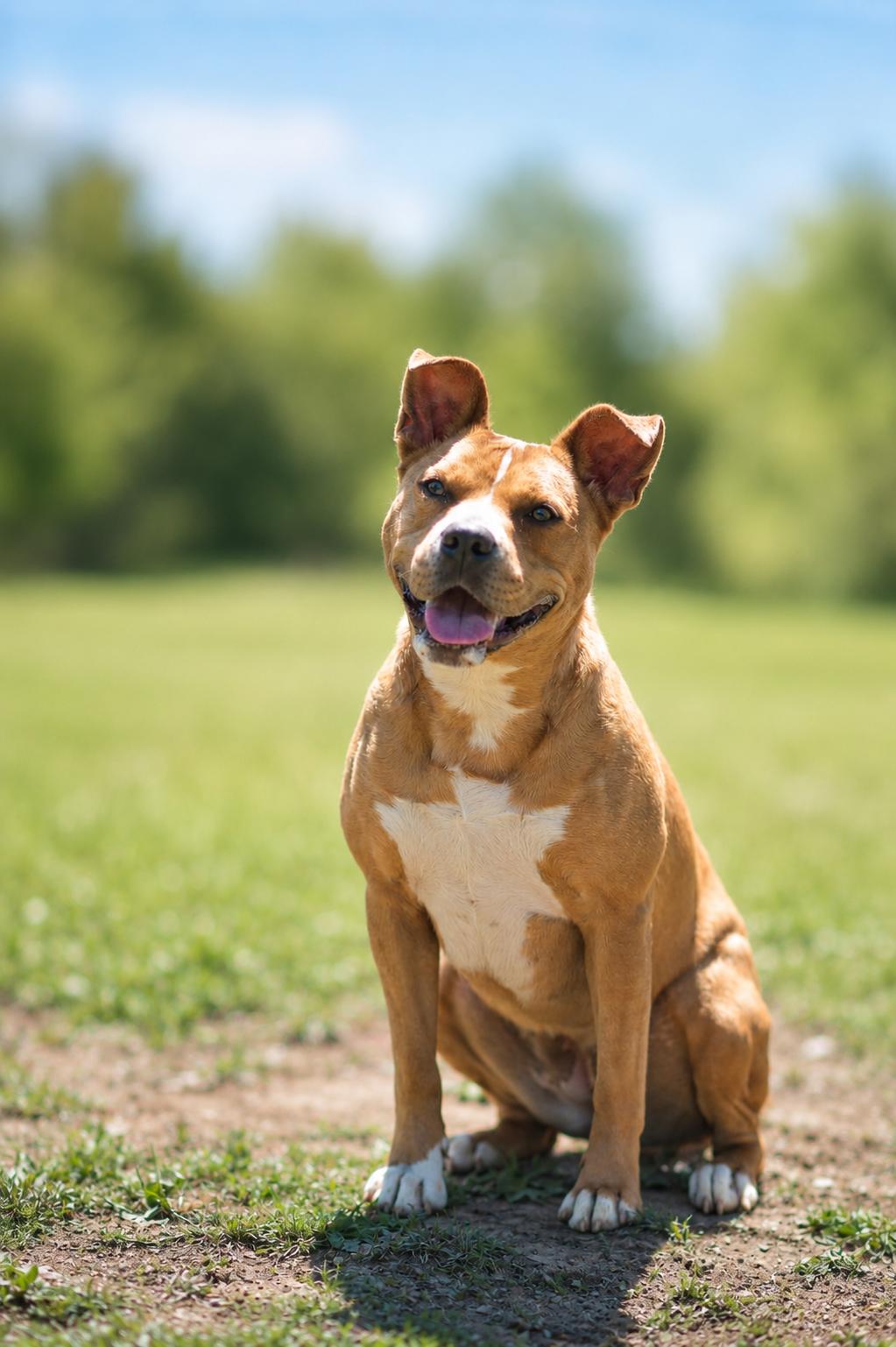 CHARITY 242-25, Adoptable, Young Female Shepherd.