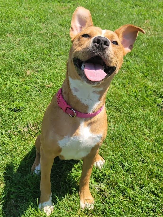 CHARITY 242-25, a Adoptable mixed breed in Cambridge, OH image 4/6