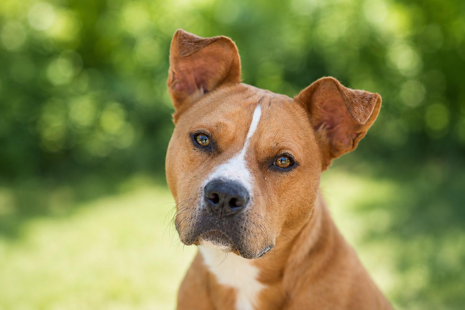 CHARITY 242-25, a Adoptable mixed breed in Cambridge, OH image 2/6