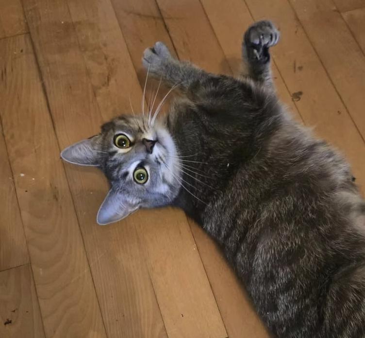 Enlarge Midnight, an adopted mixed breed in Montréal, QC image 2/3