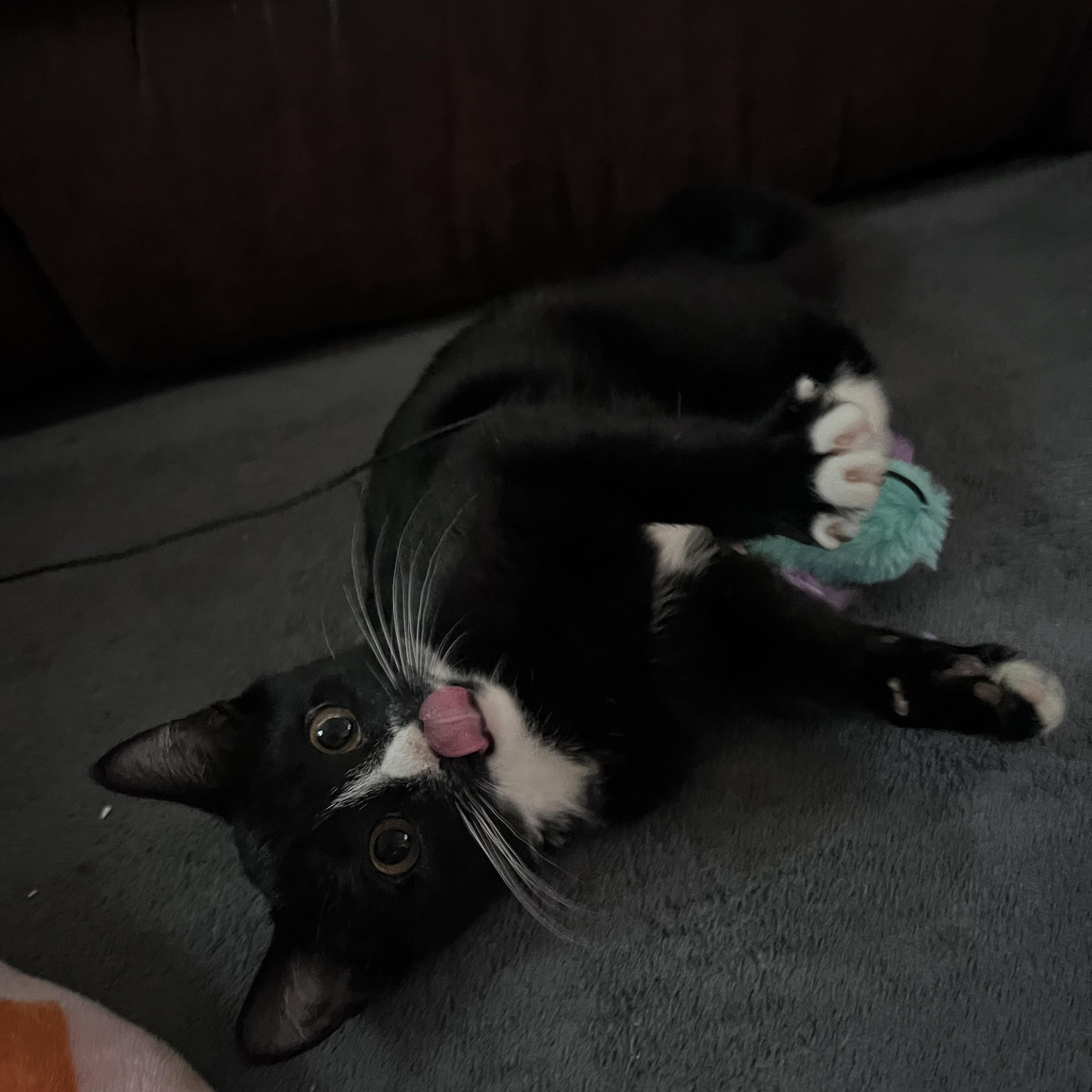 Ginko aka Little, a Adoptable Domestic Short Hair in FITCHBURG, MA image 6/6