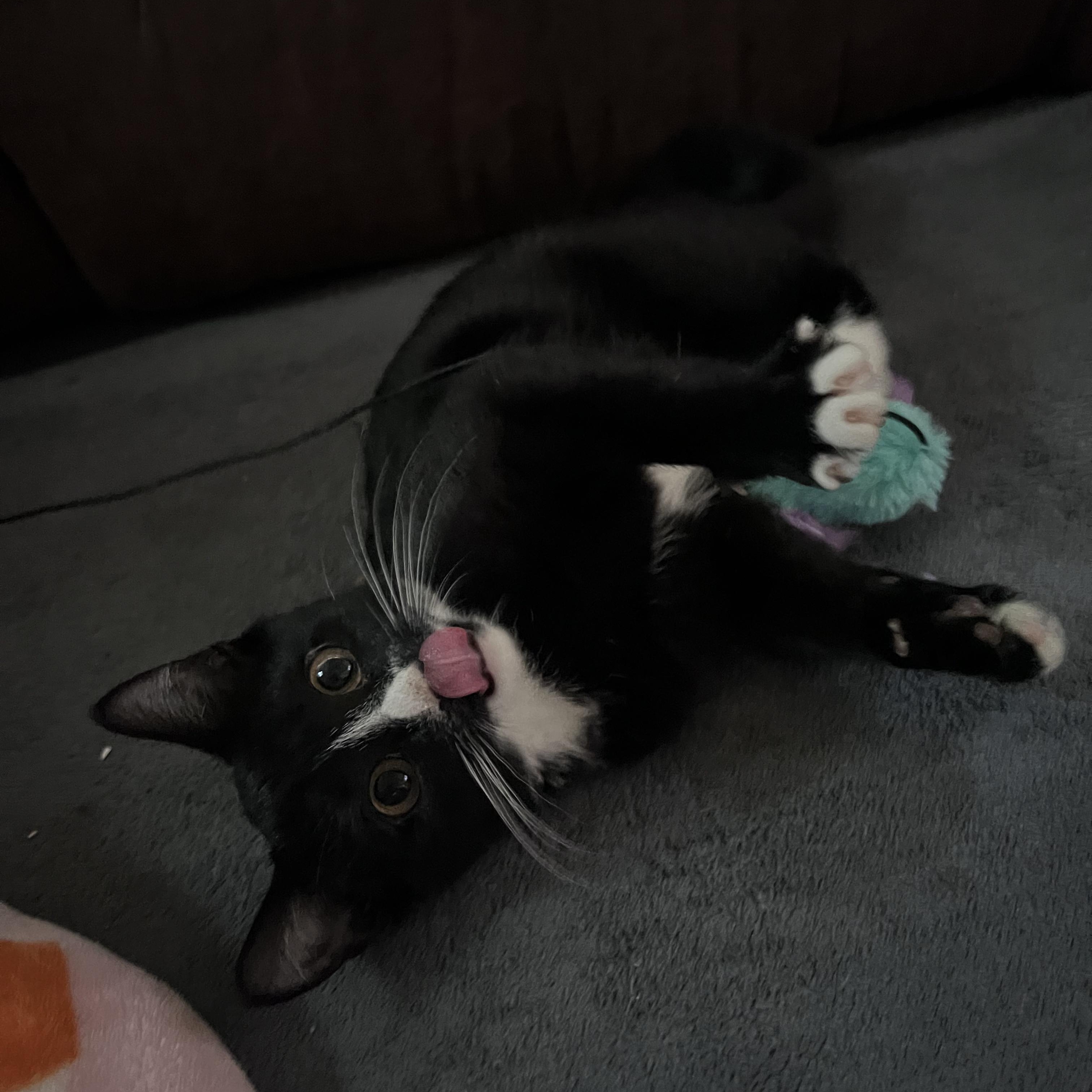 Ginko aka Little, a Adoptable Domestic Short Hair in FITCHBURG, MA image 6/6