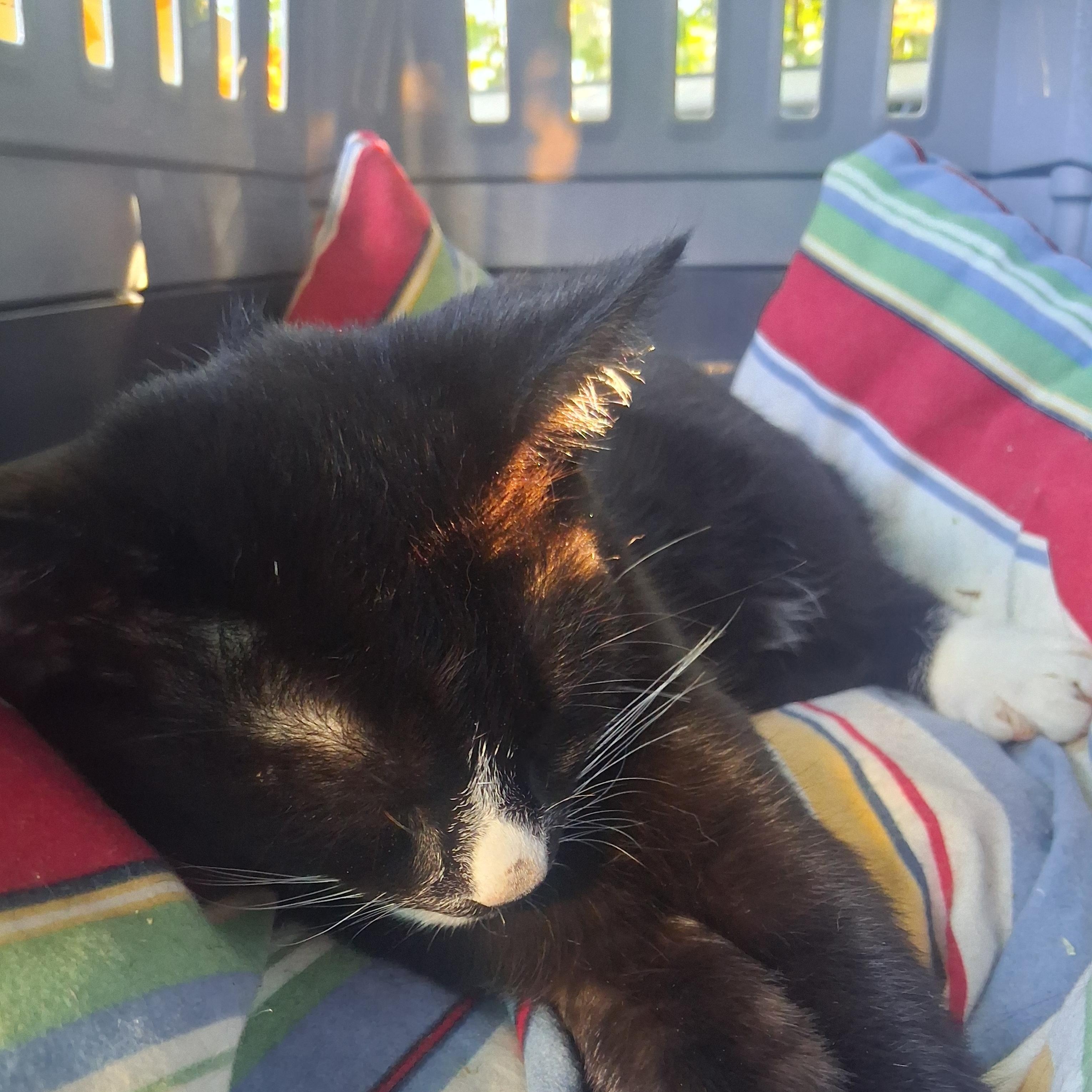 Ginko aka Little, a Adoptable Domestic Short Hair in FITCHBURG, MA image 3/6