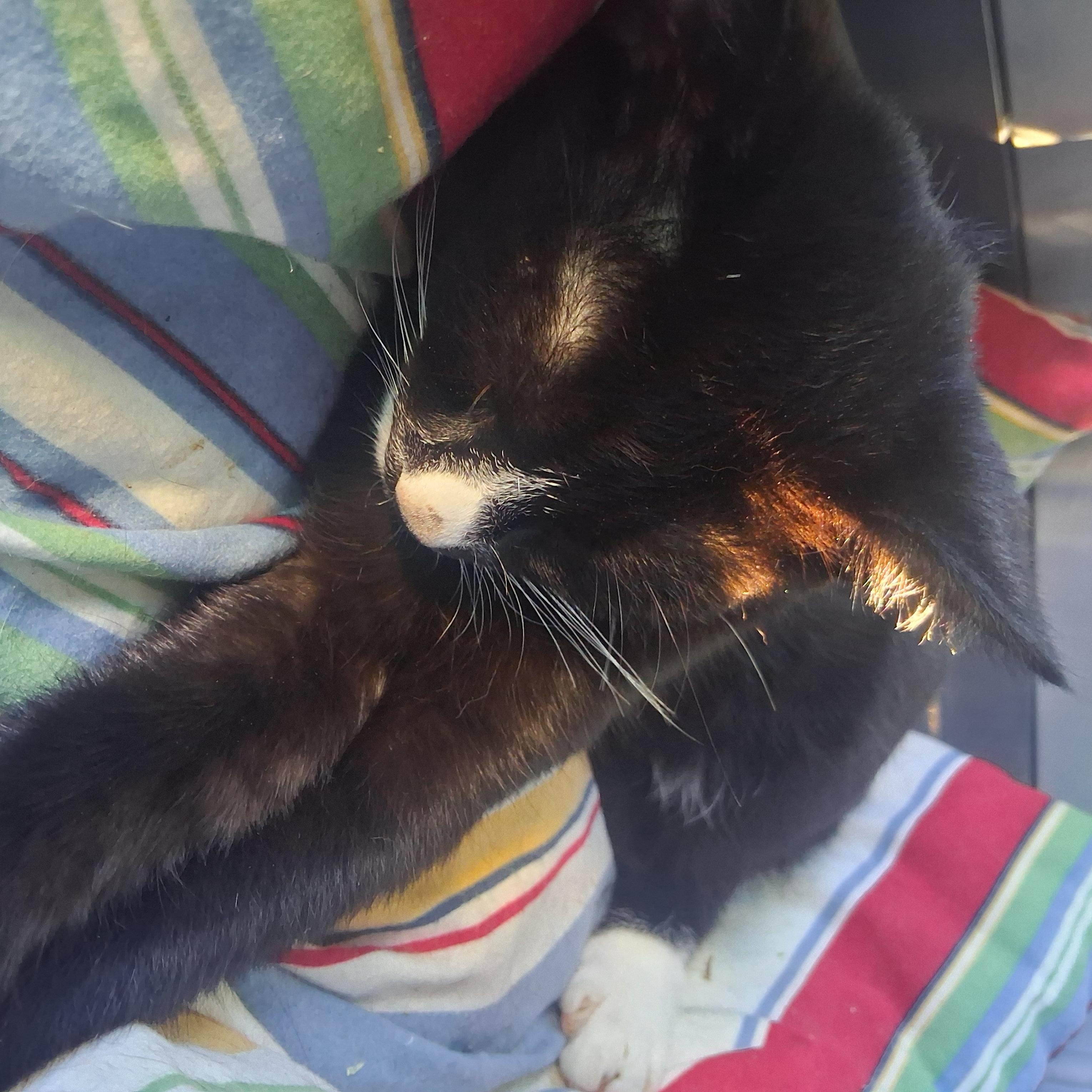 Ginko aka Little, a Adoptable Domestic Short Hair in FITCHBURG, MA image 3/6
