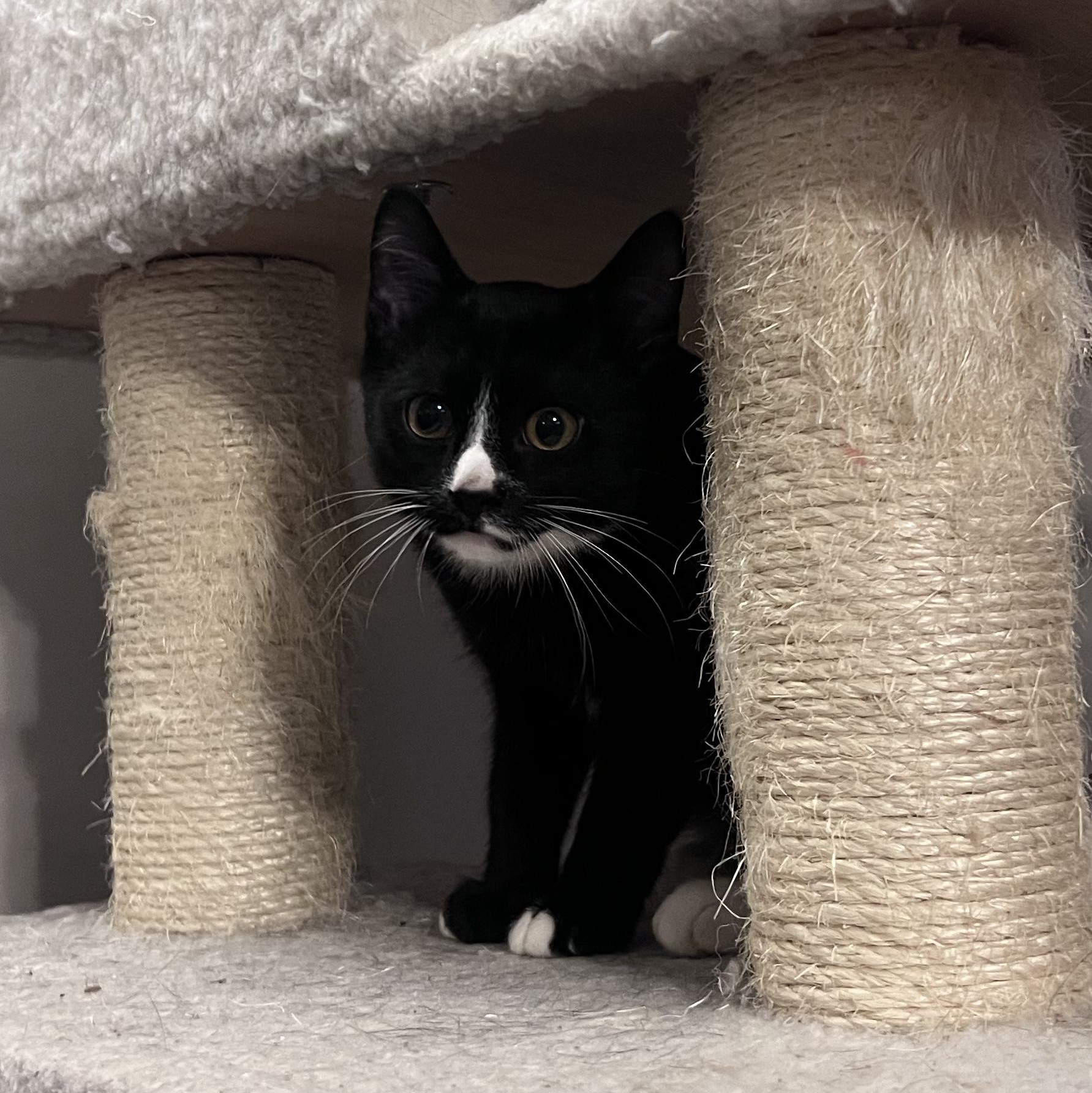 Ginko aka Little, a Adoptable Domestic Short Hair in FITCHBURG, MA image 4/6