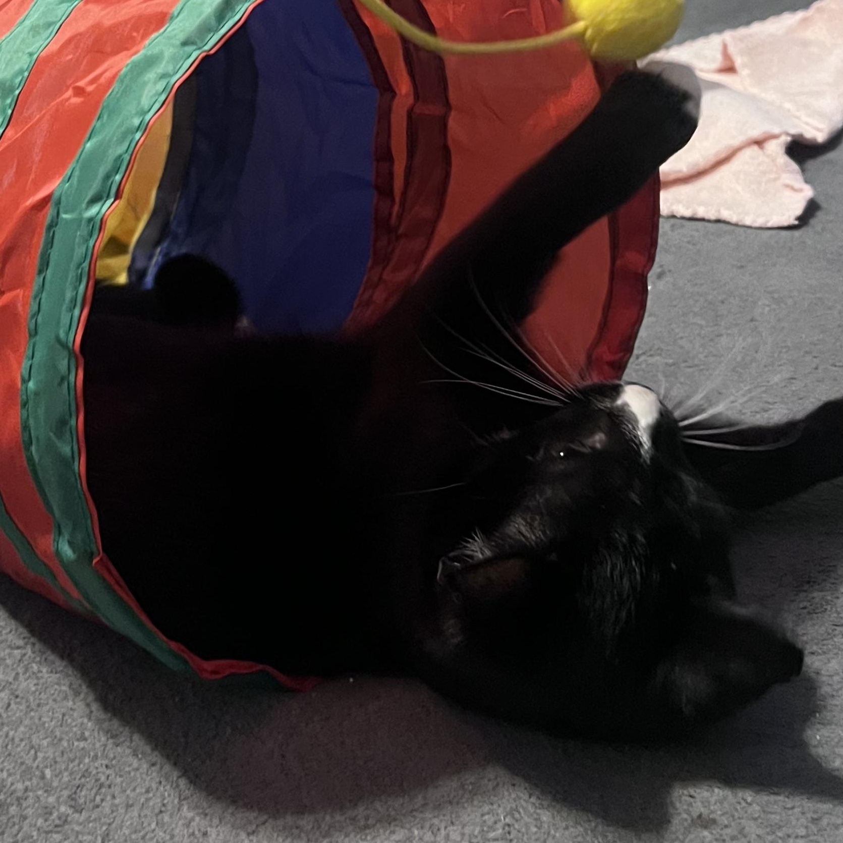 Ginko aka Little, a Adoptable Domestic Short Hair in FITCHBURG, MA image 5/6
